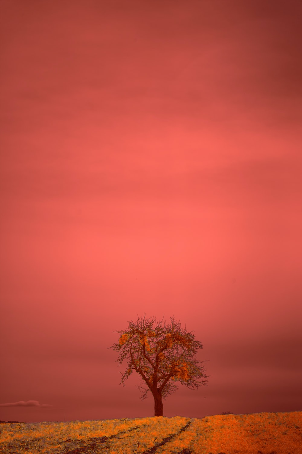 Lonely Tree Orange Sky Wallpapers