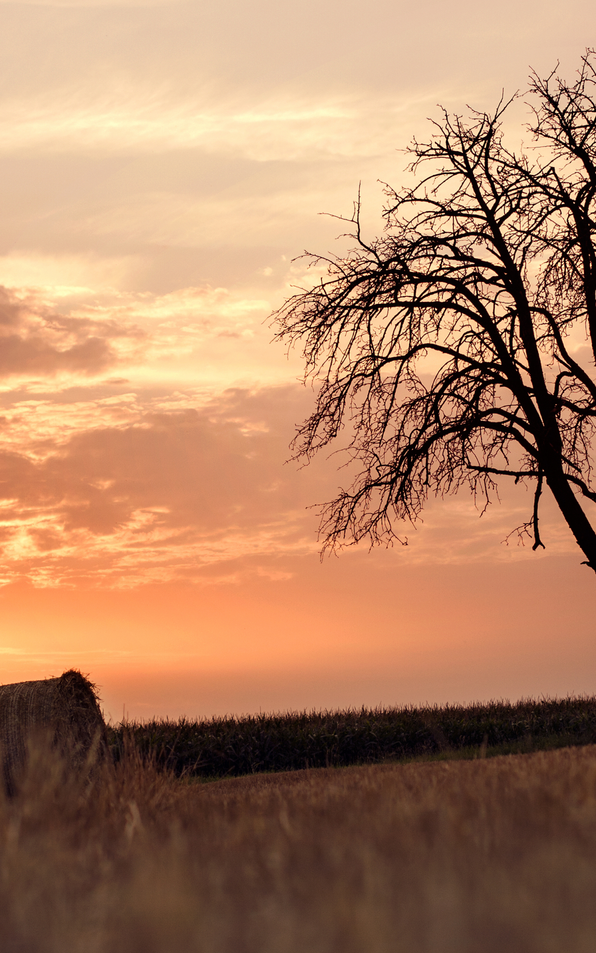 Lonely Tree Orange Sky Wallpapers