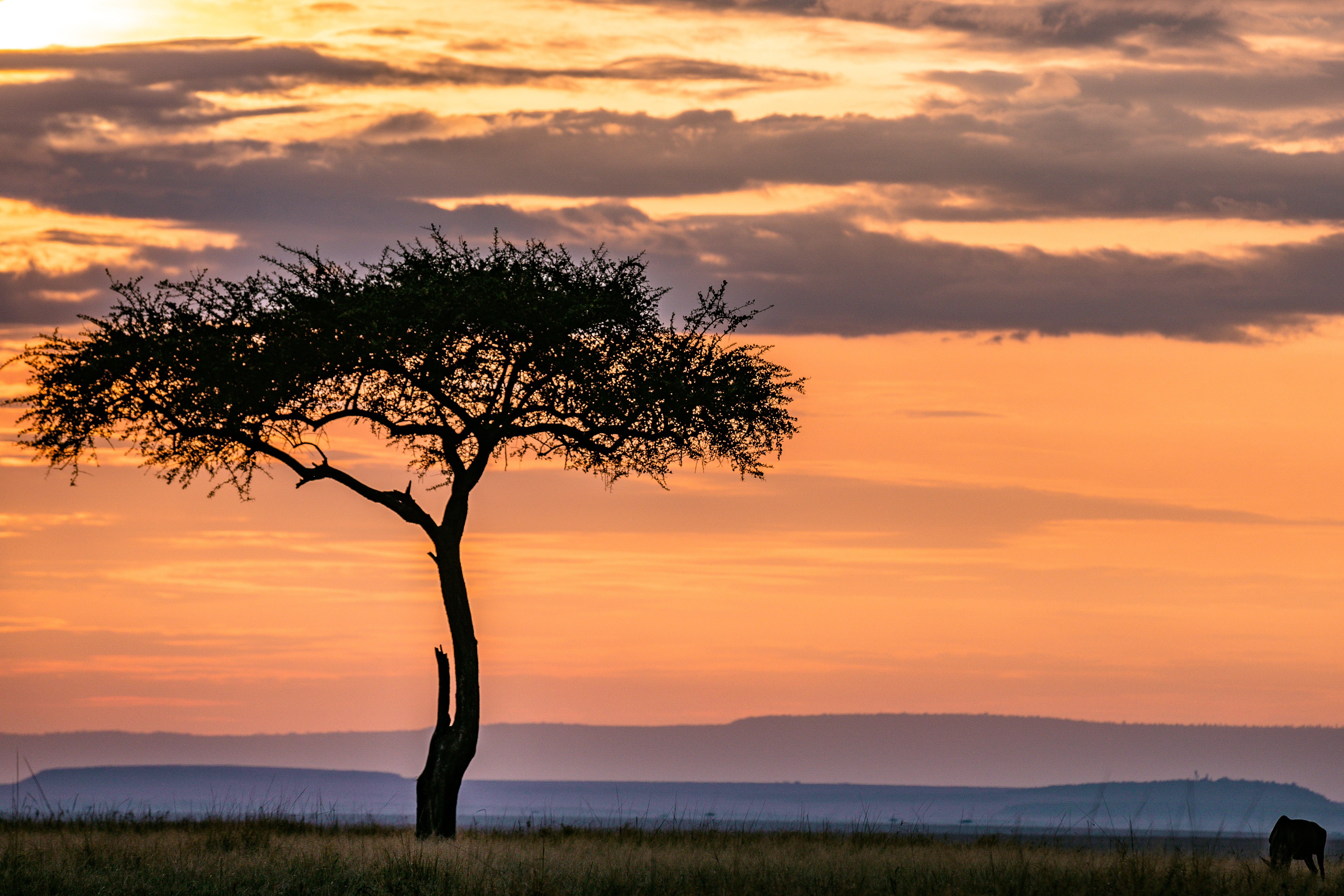 Lonely Tree Orange Sky Wallpapers