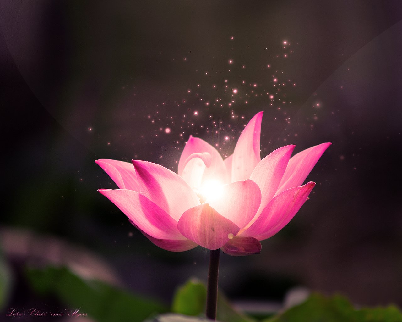 Lotus Wallpapers