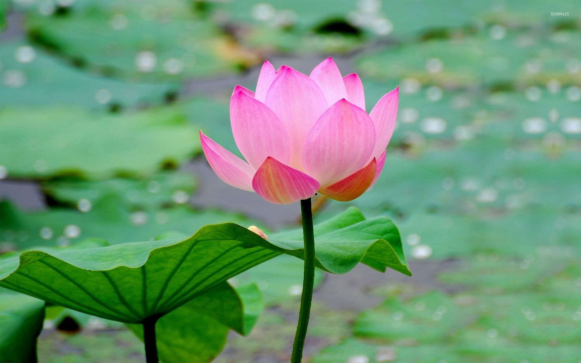 Lotus Wallpapers