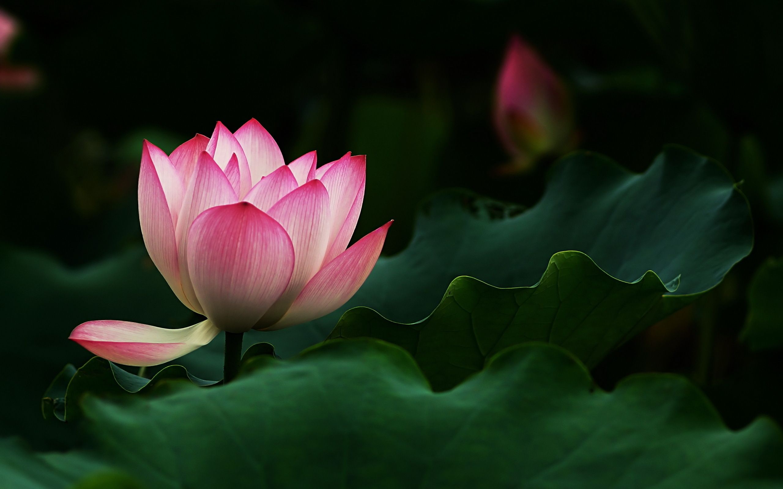 Lotus Wallpapers