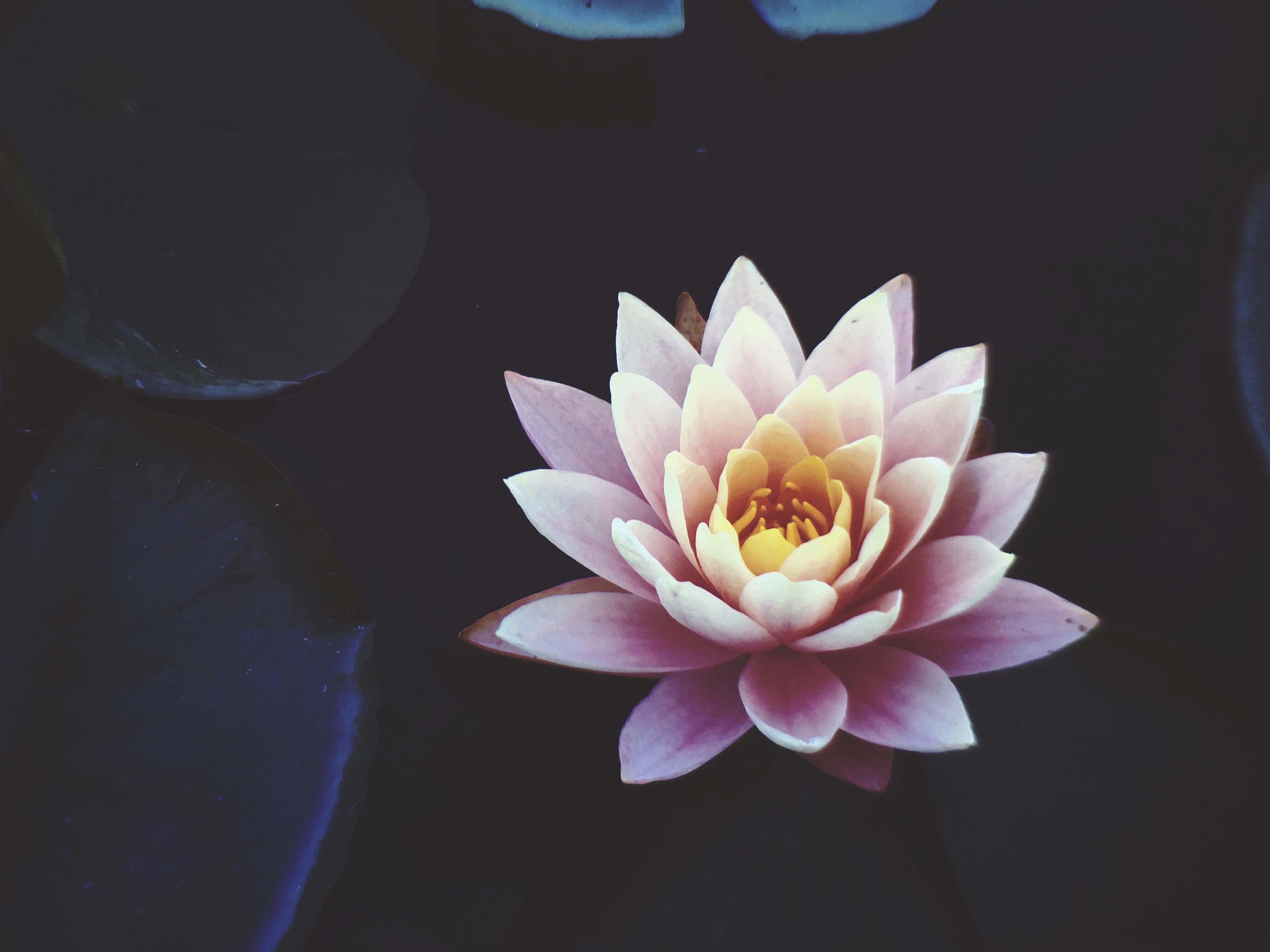 Lotus Flower Wallpapers