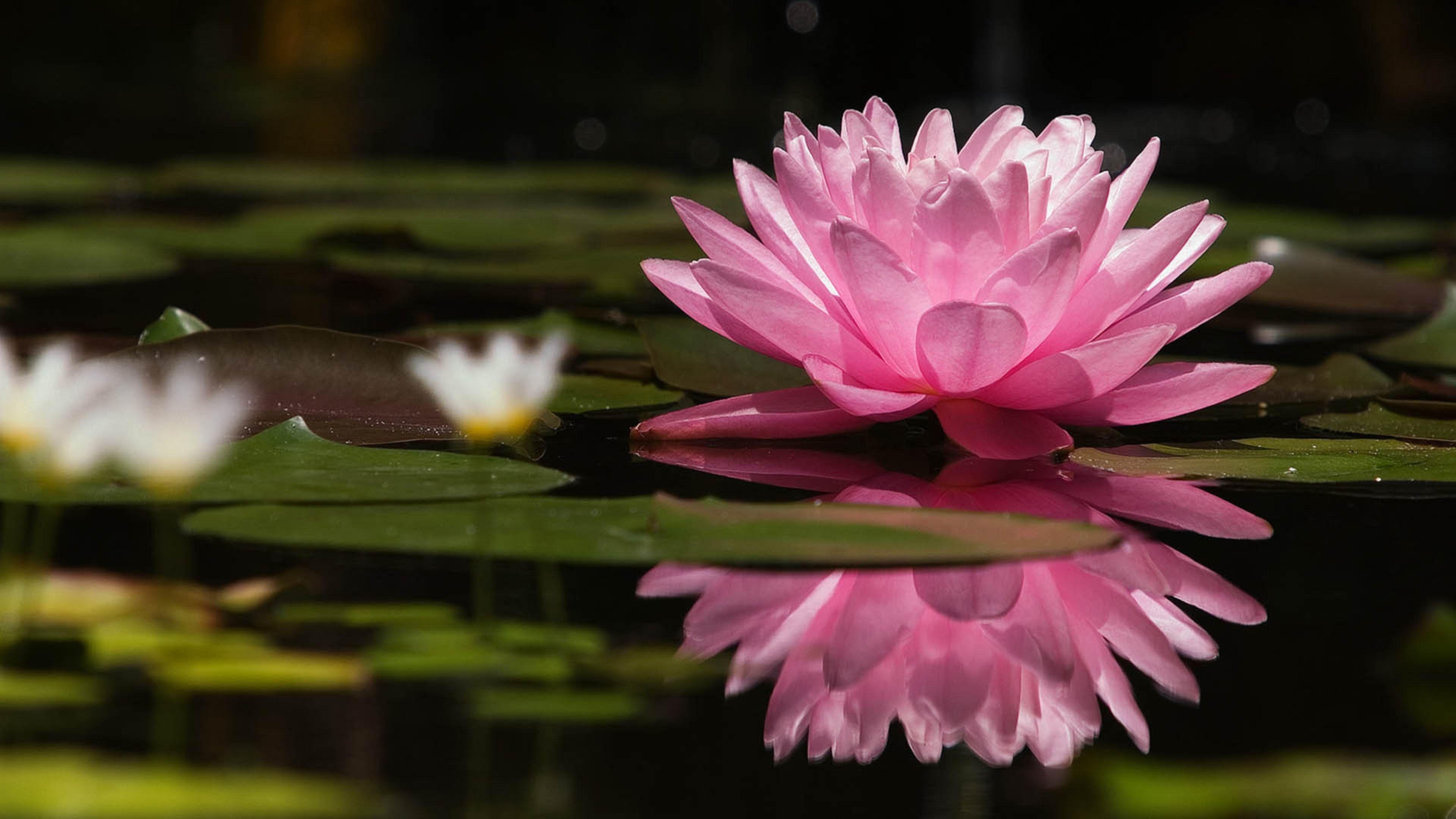 Lotus Flower Wallpapers