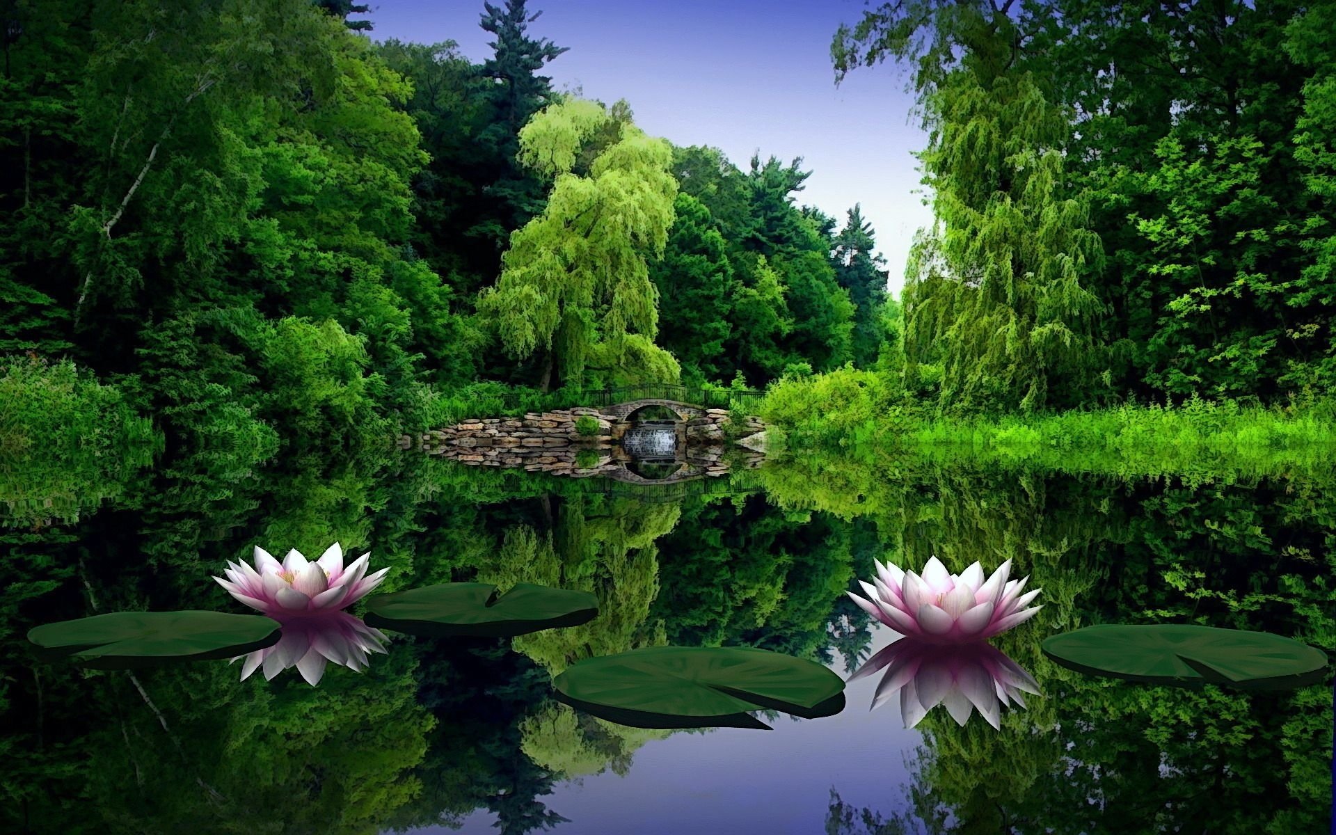 Lotus Flower Wallpapers