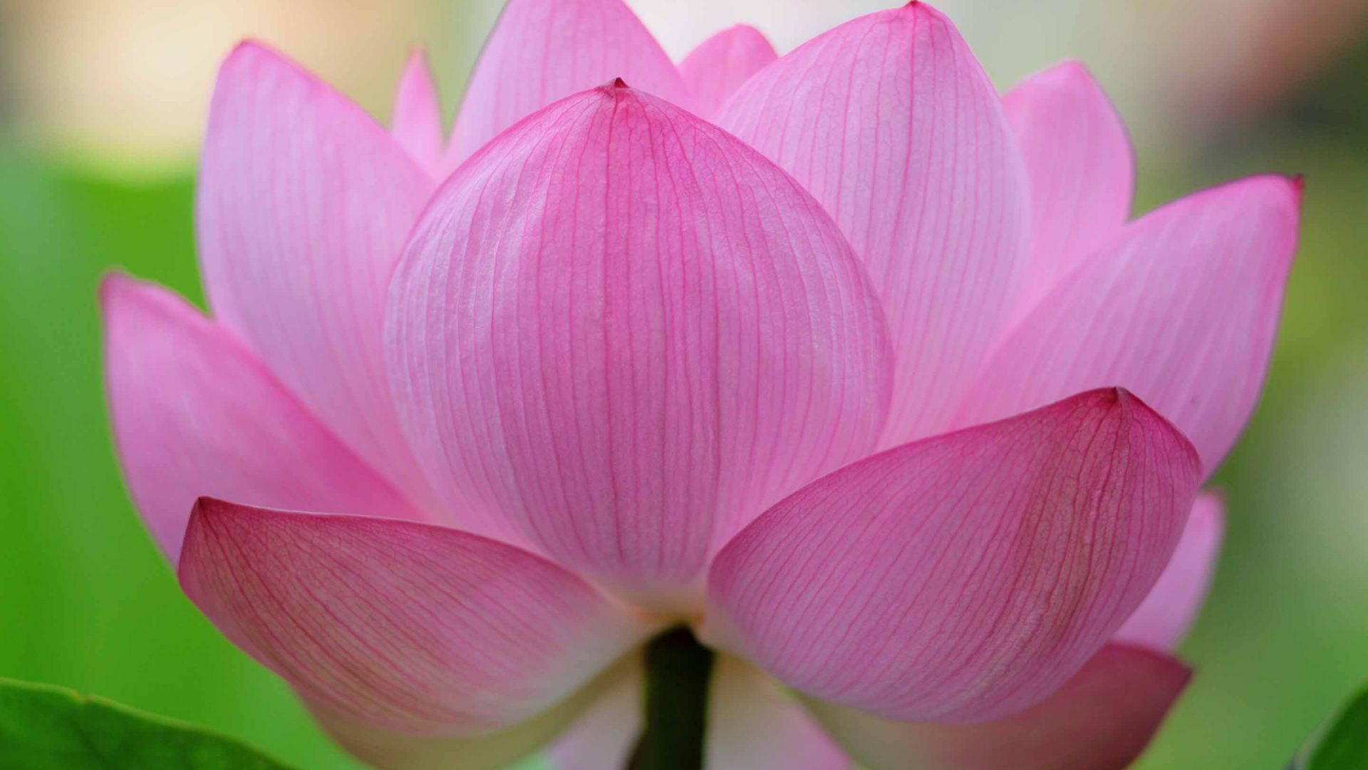 Lotus Flower Wallpapers