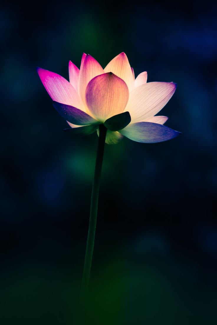 Lotus Flower Wallpapers