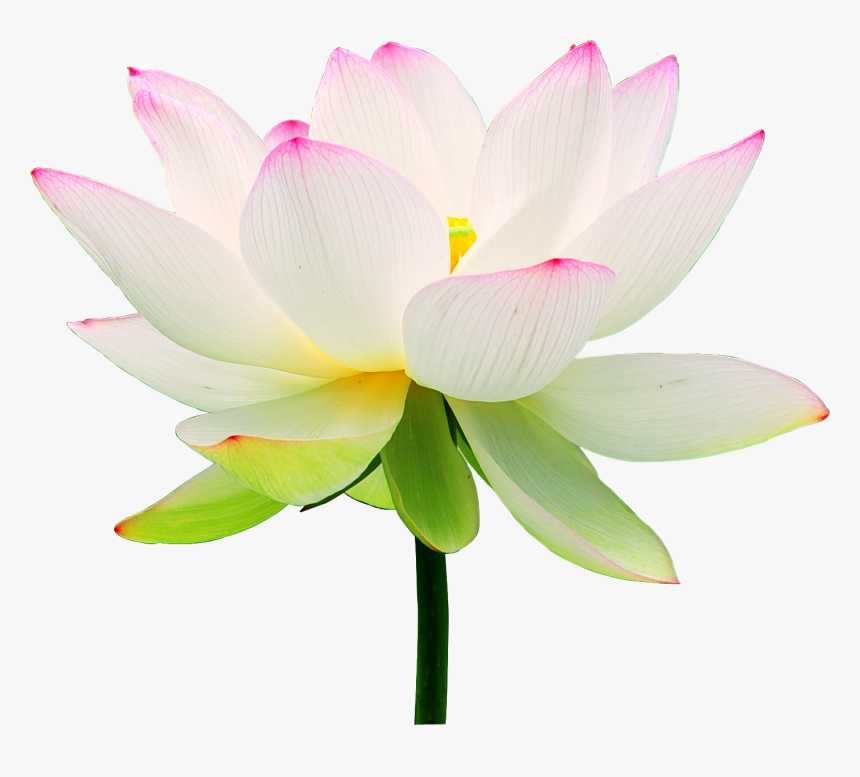 Lotus Flower Wallpapers