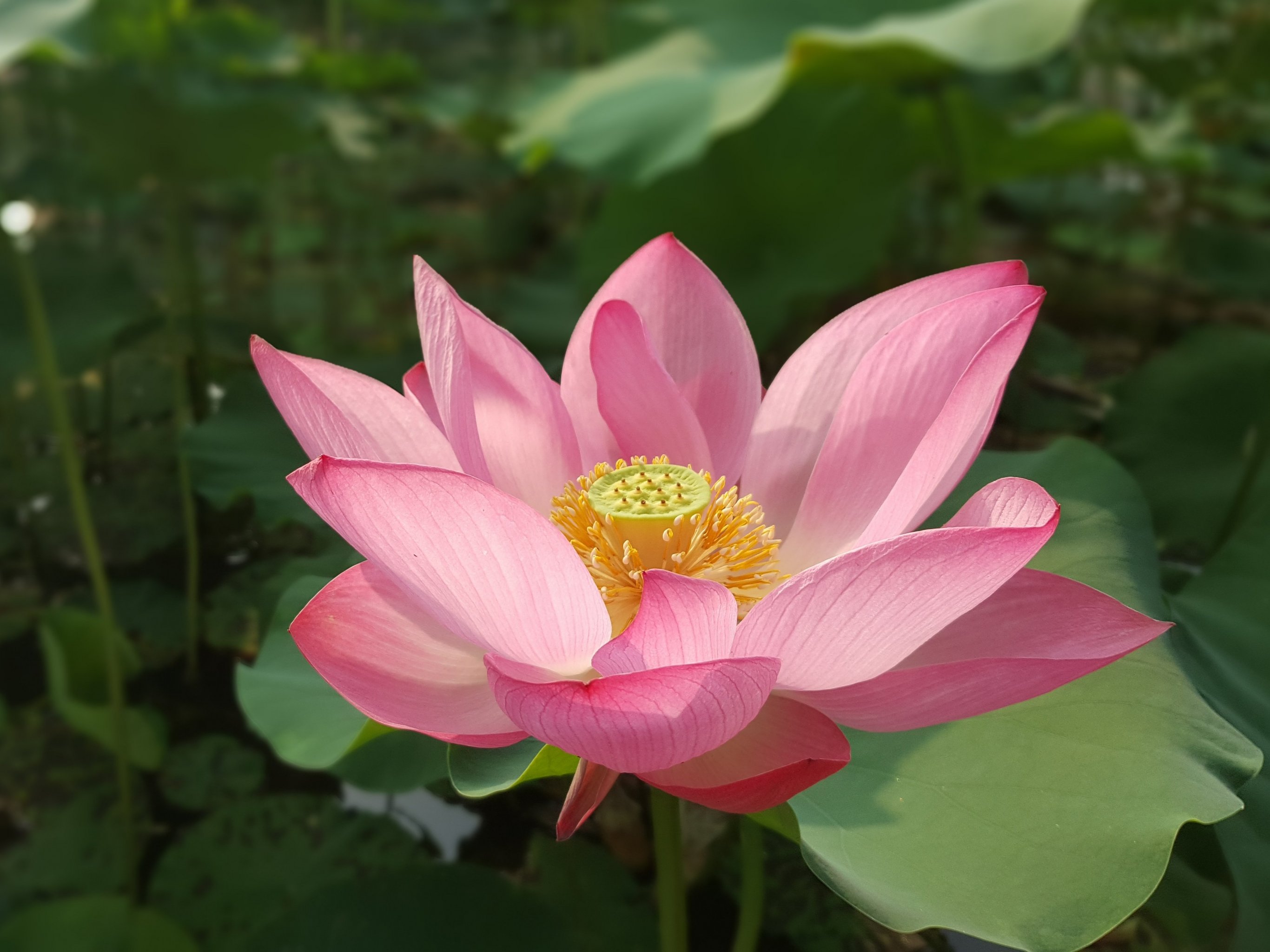 Lotus Flower Wallpapers