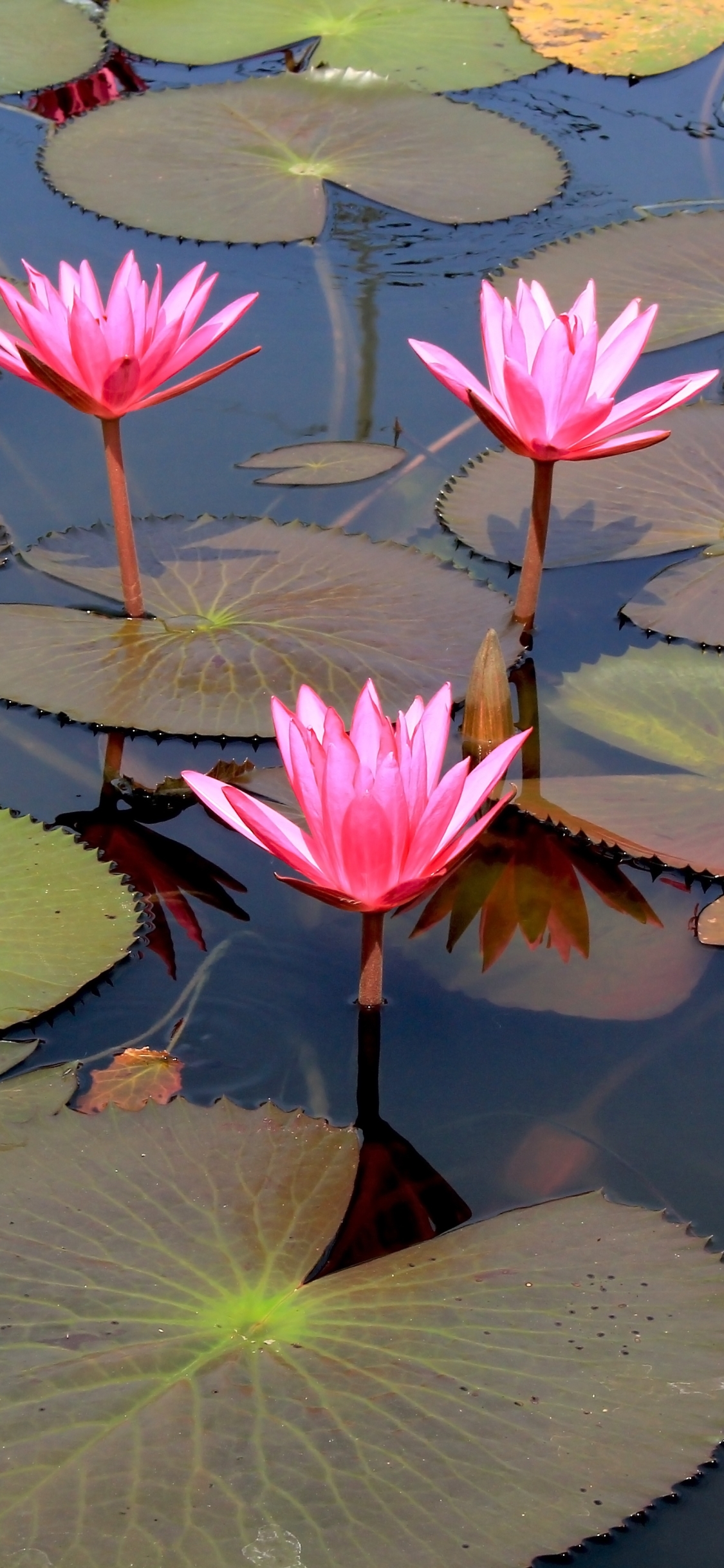 Lotus Flower Wallpapers