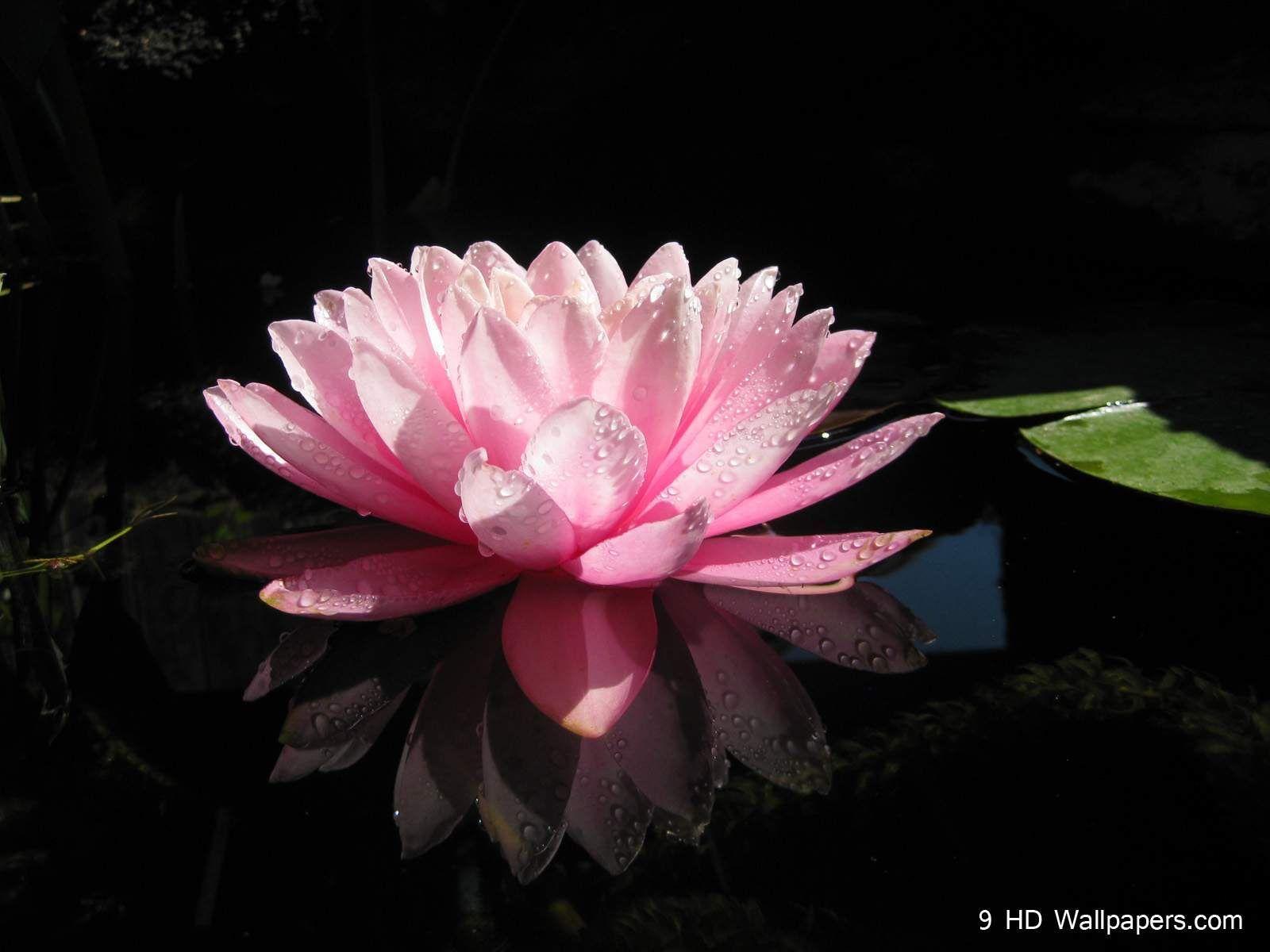 Lotus Flower Wallpapers