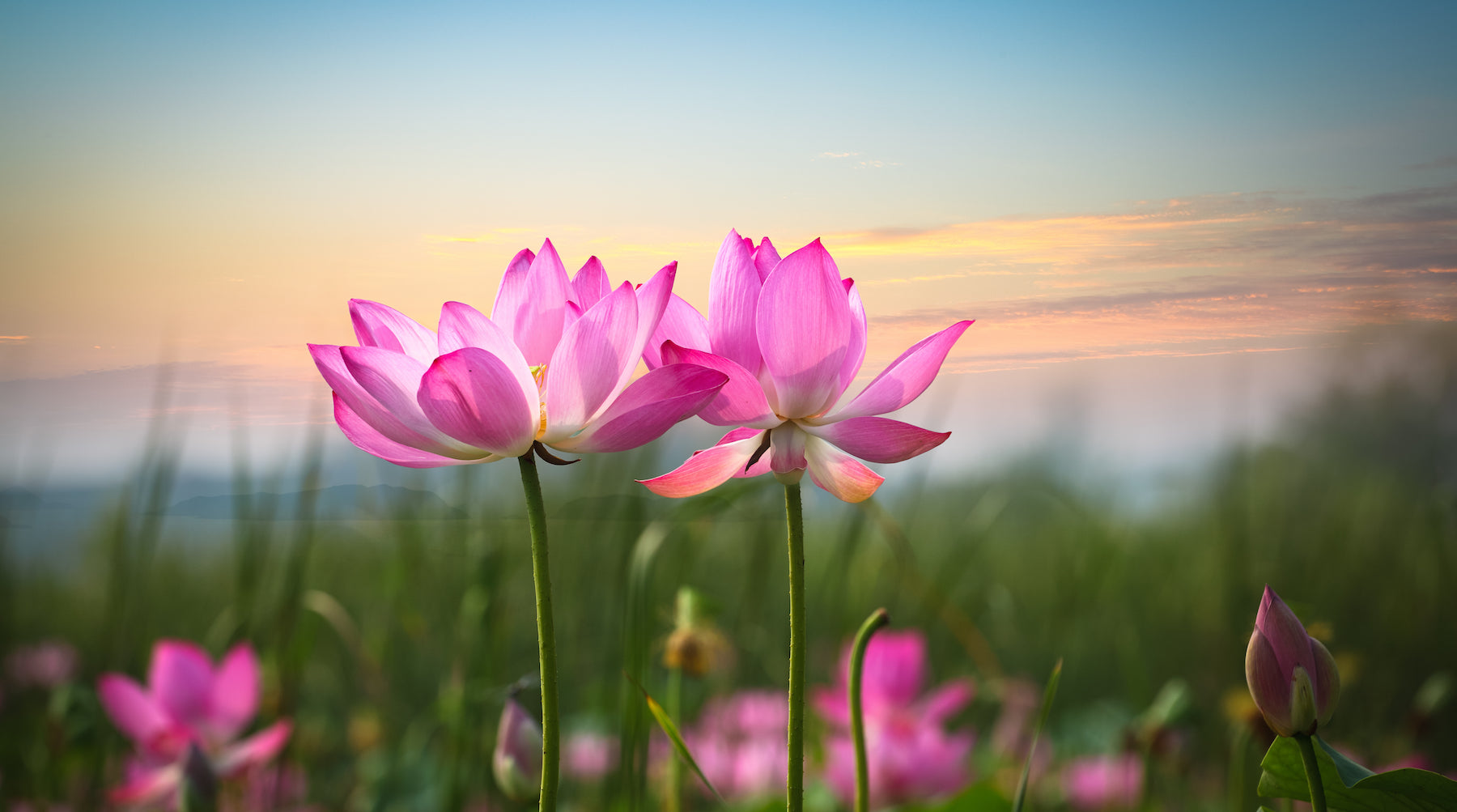 Lotus Flower Wallpapers