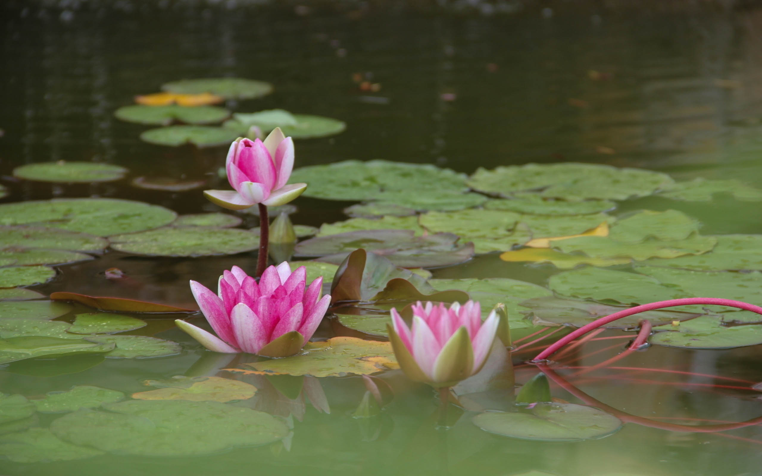 Lotus Flower Wallpapers