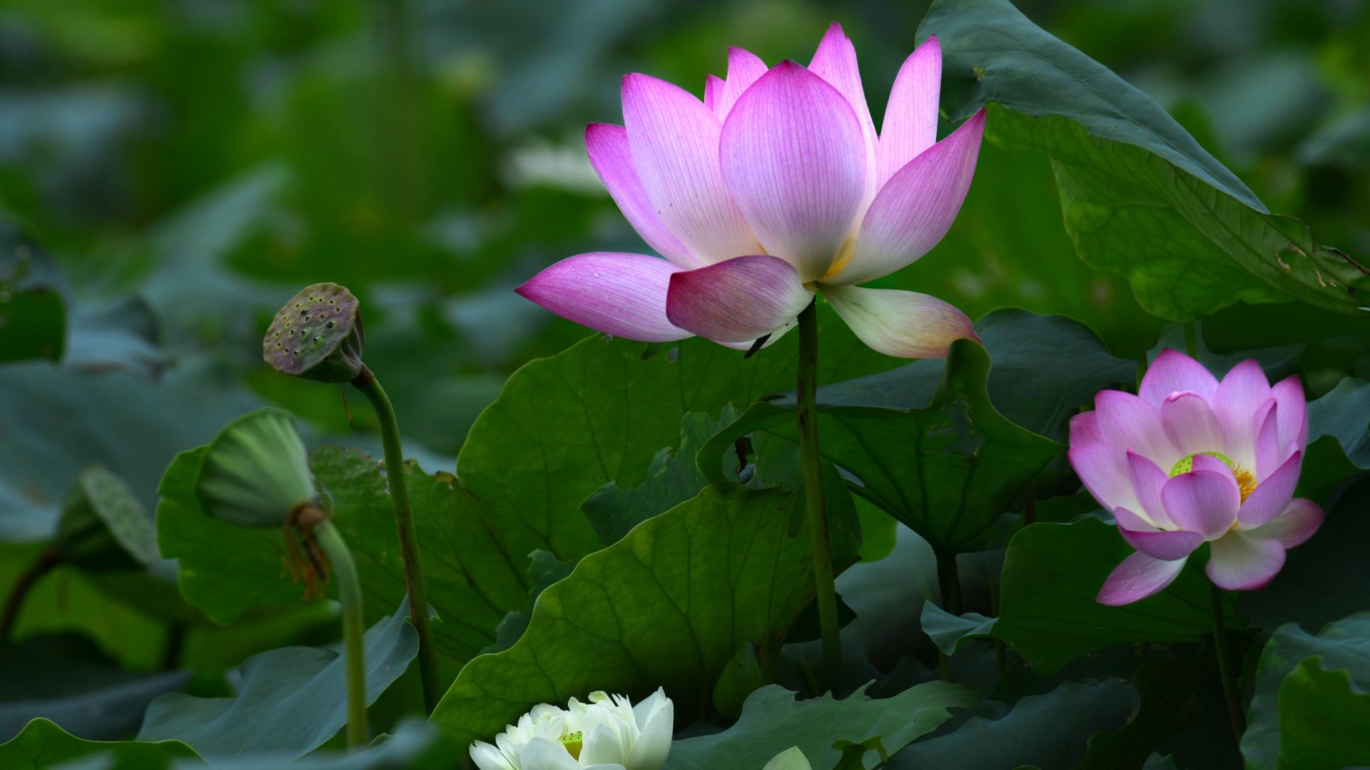 Lotus Flower Wallpapers