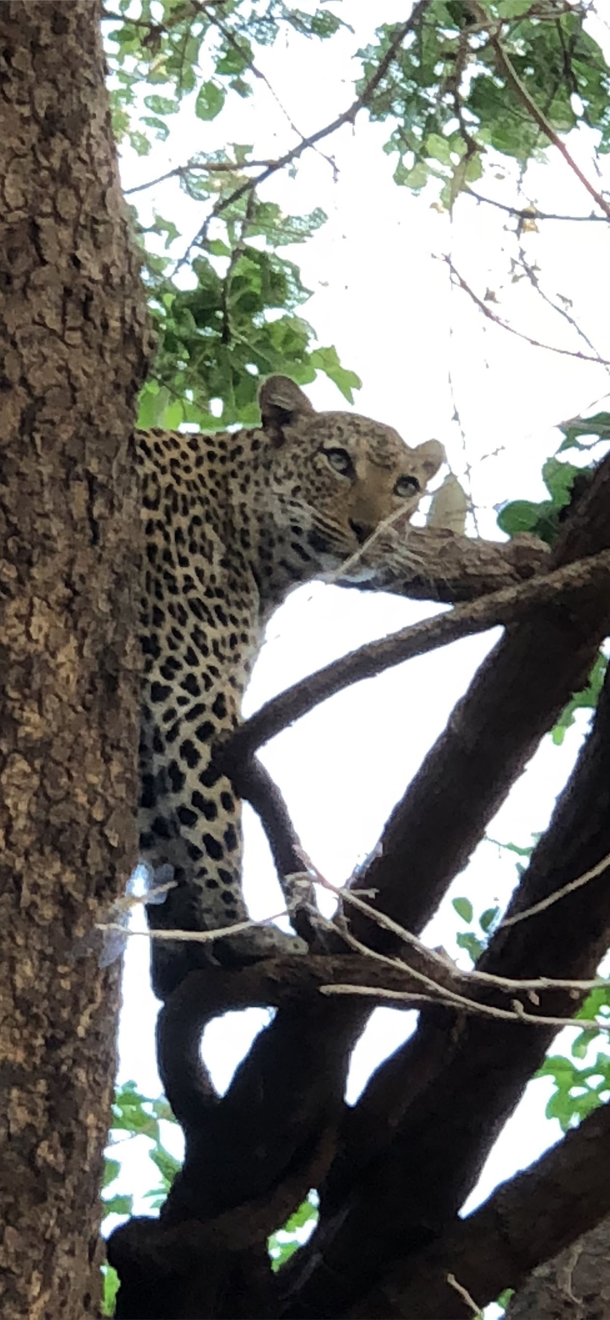 Lower Zambezi National Park Wallpapers