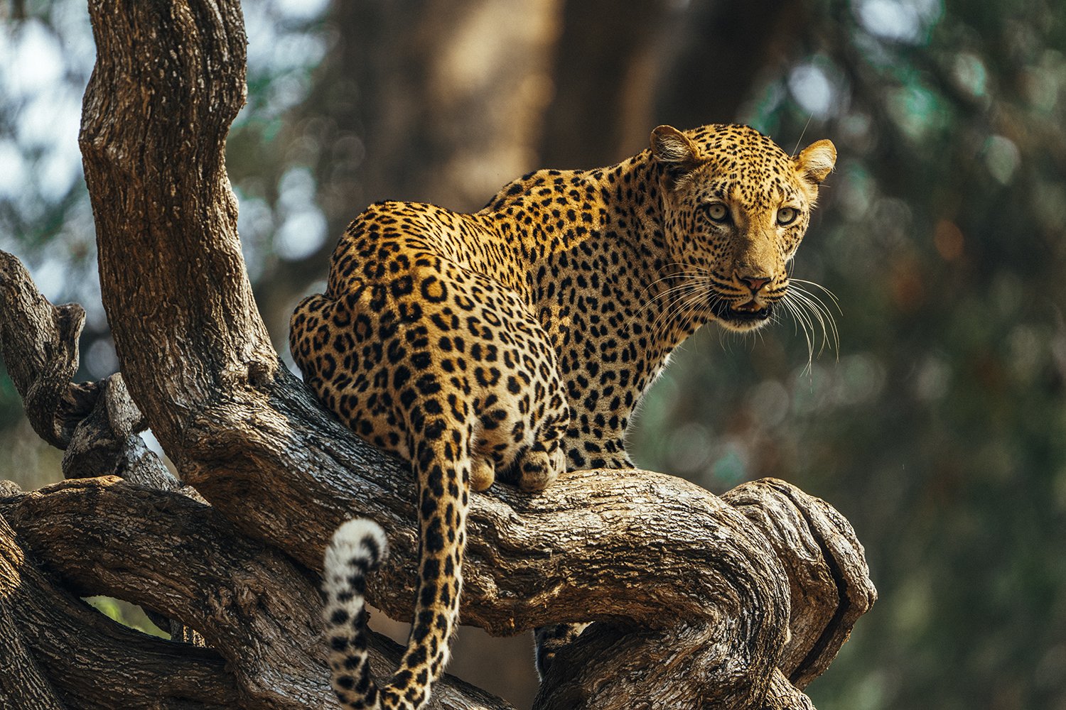 Lower Zambezi National Park Wallpapers