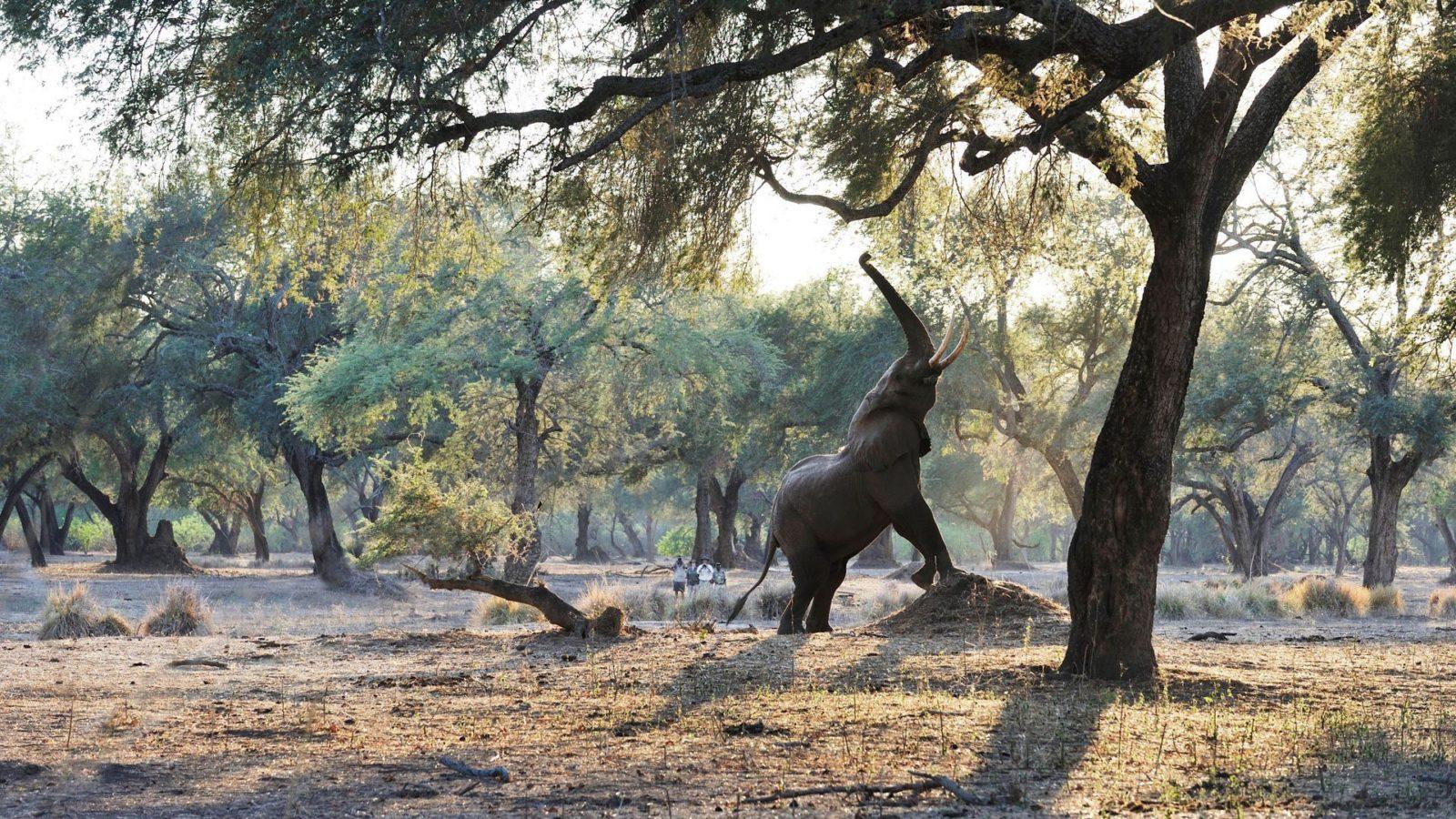 Lower Zambezi National Park Wallpapers