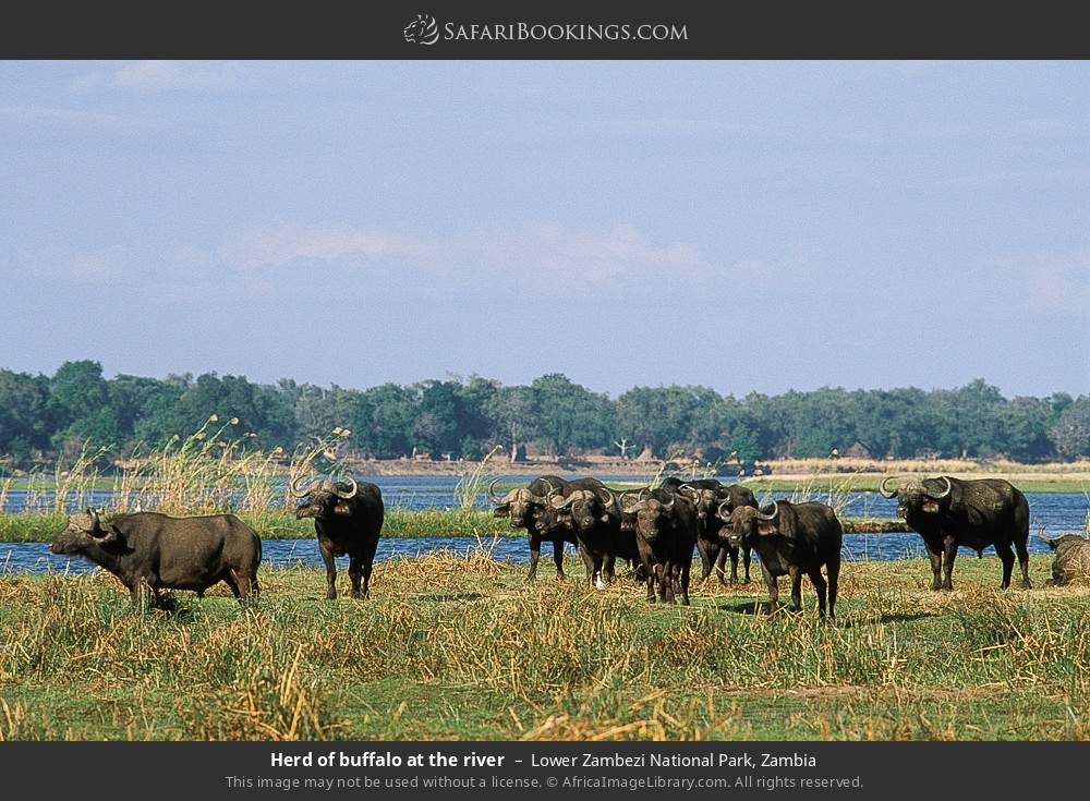 Lower Zambezi National Park Wallpapers