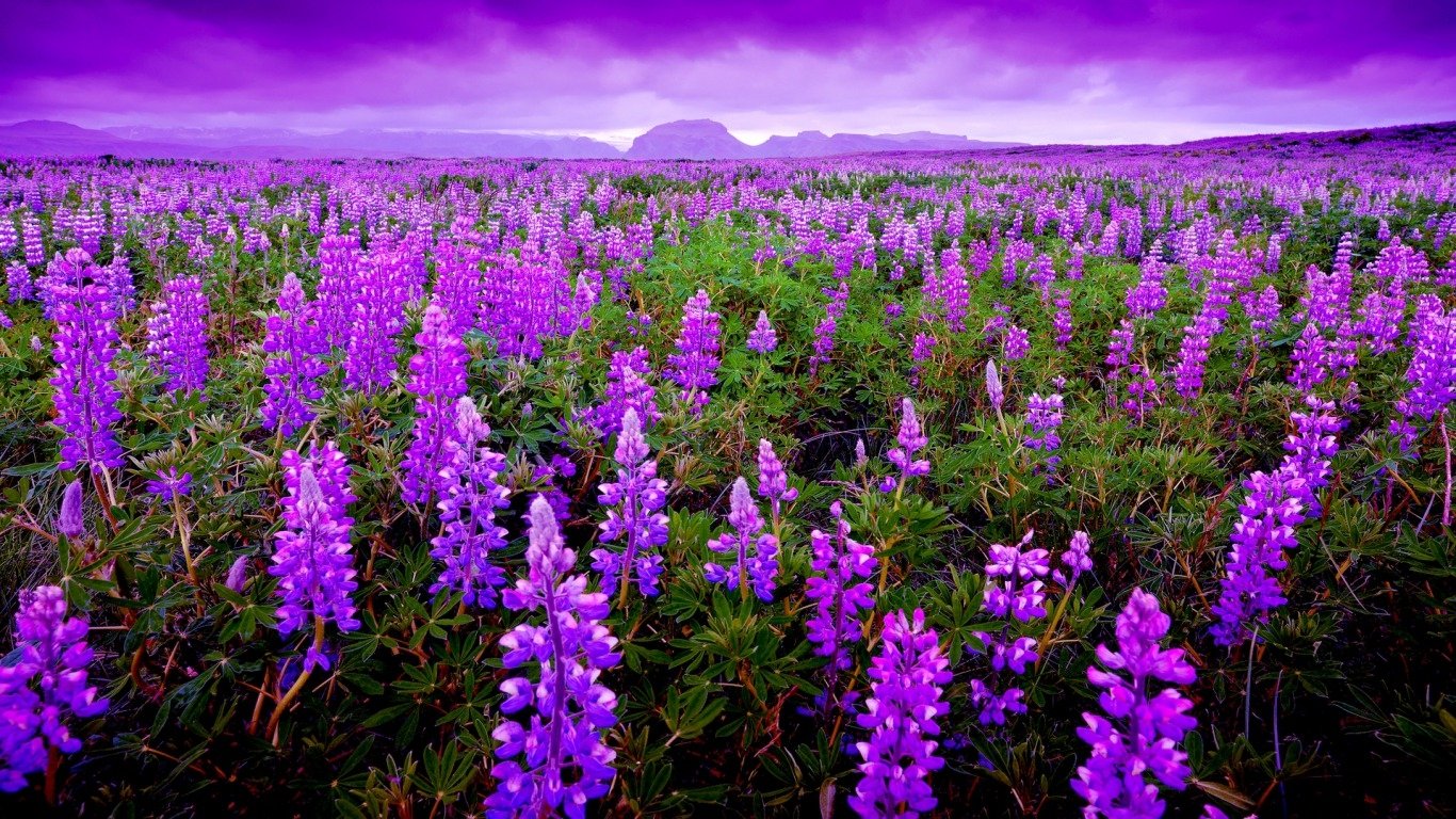 Lupine Wallpapers