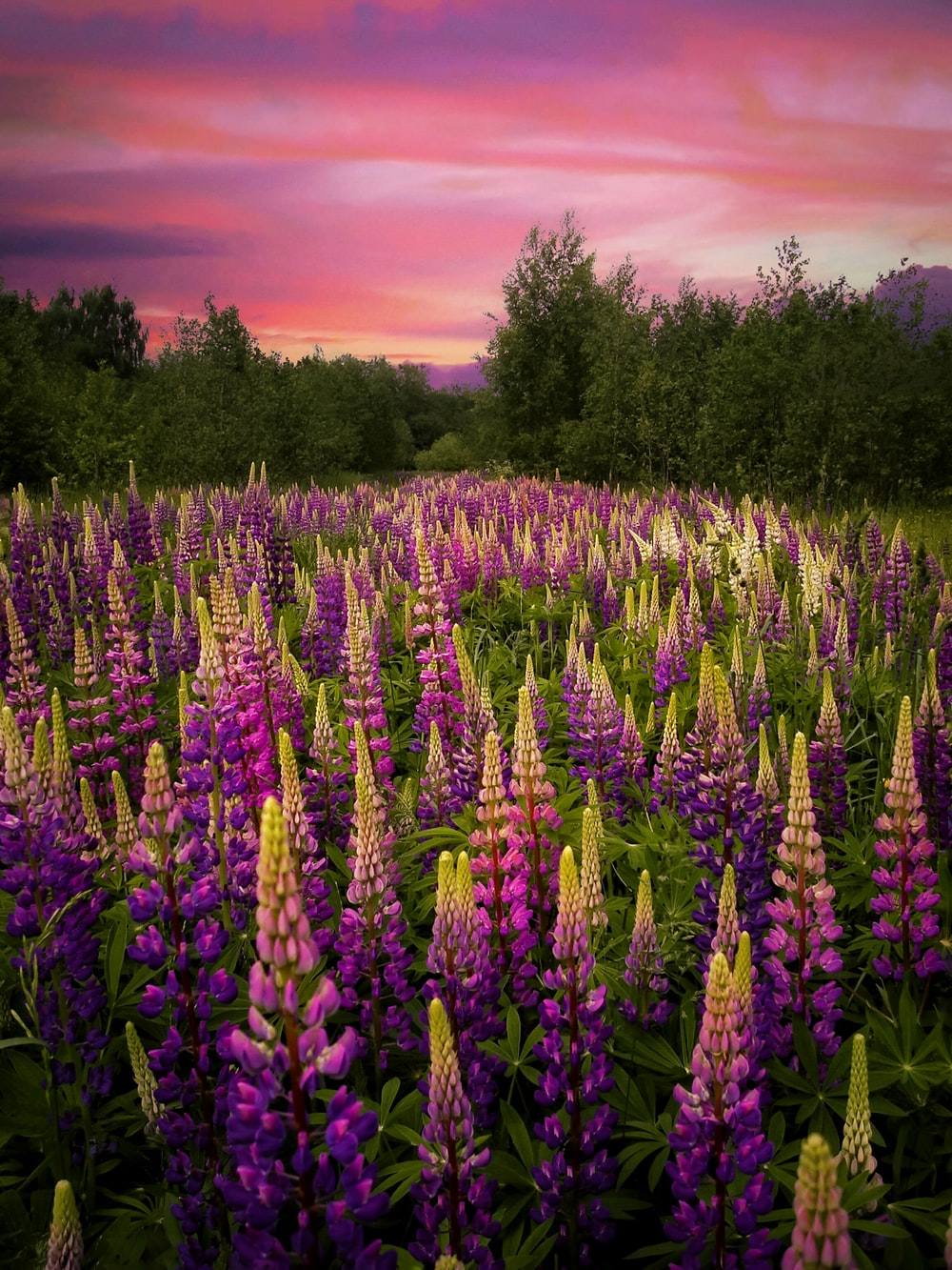 Lupine Wallpapers