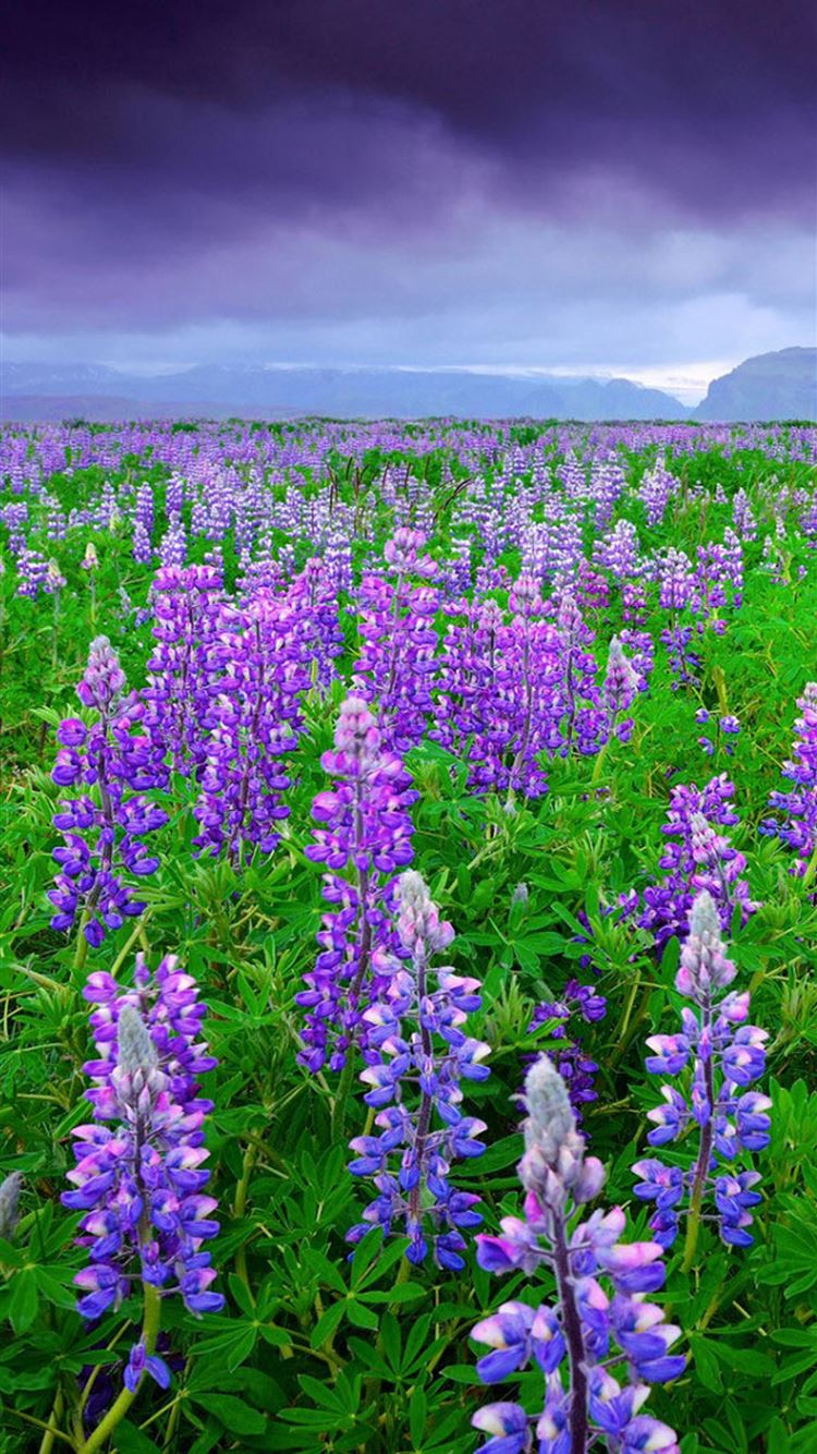 Lupine Wallpapers