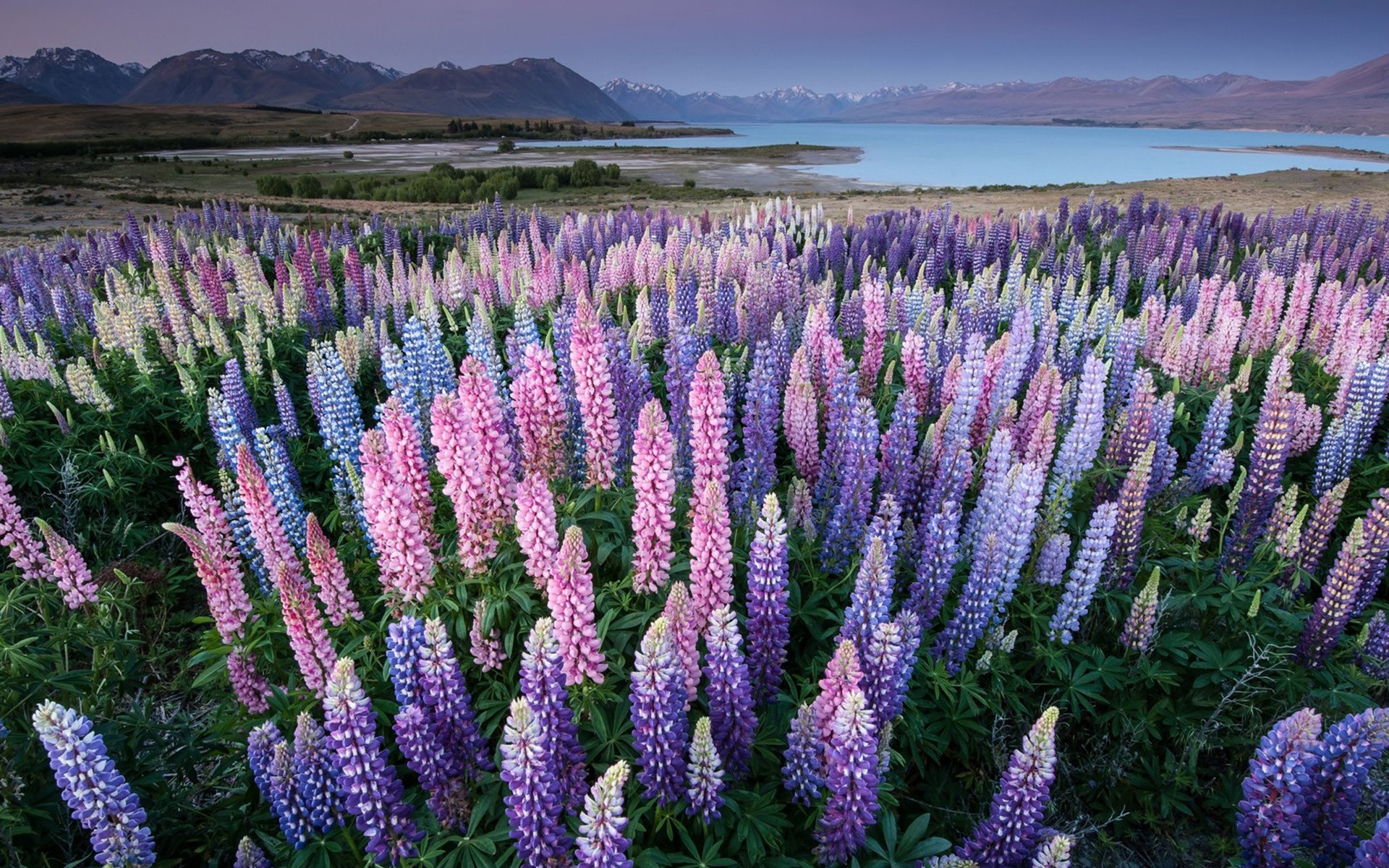 Lupine Wallpapers