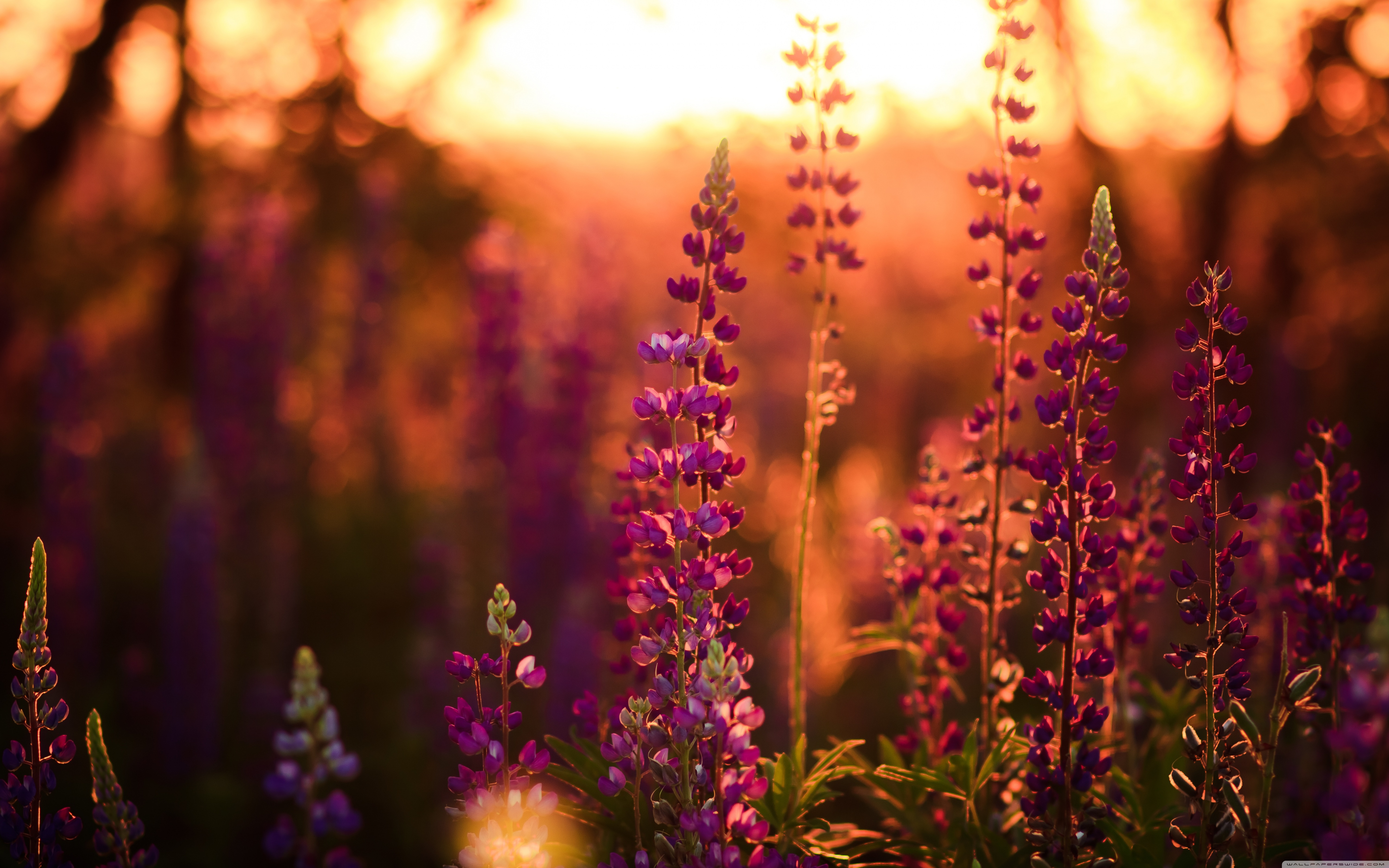 Lupine Wallpapers