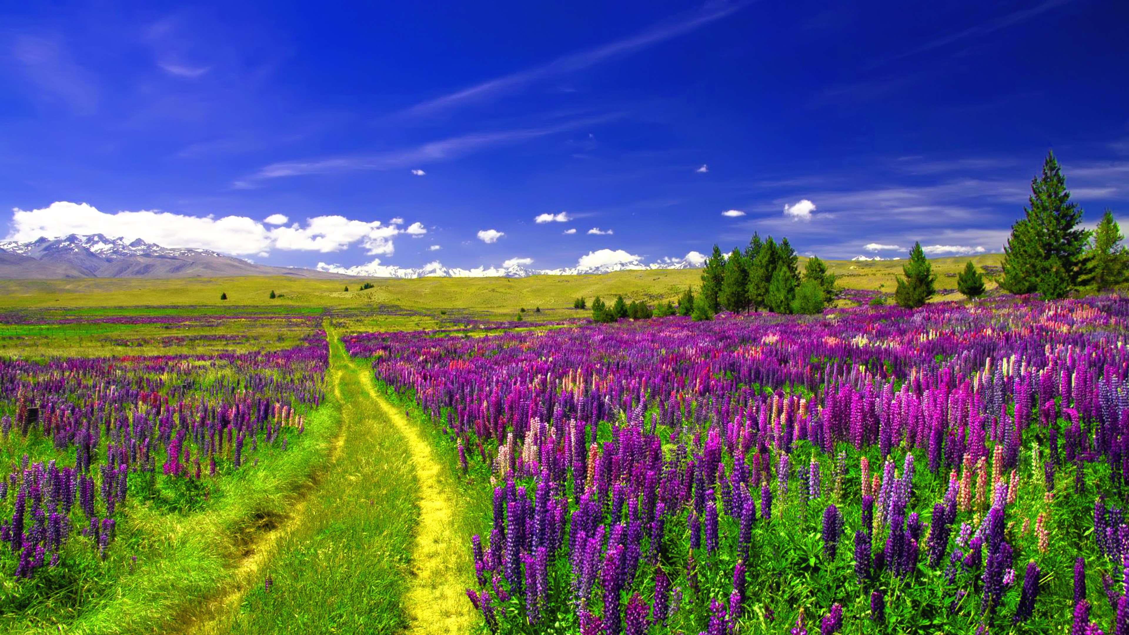 Lupine Wallpapers