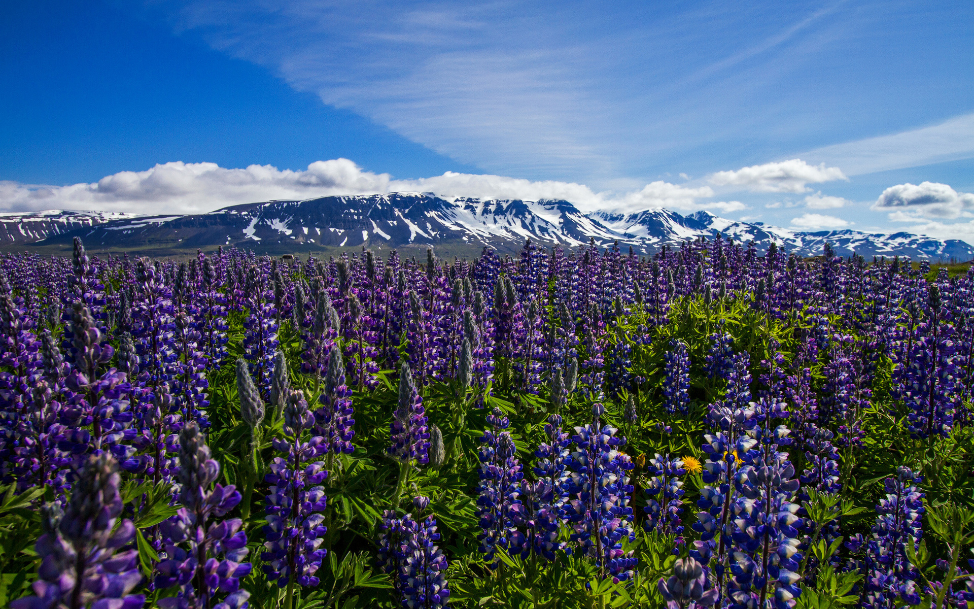 Lupine Wallpapers