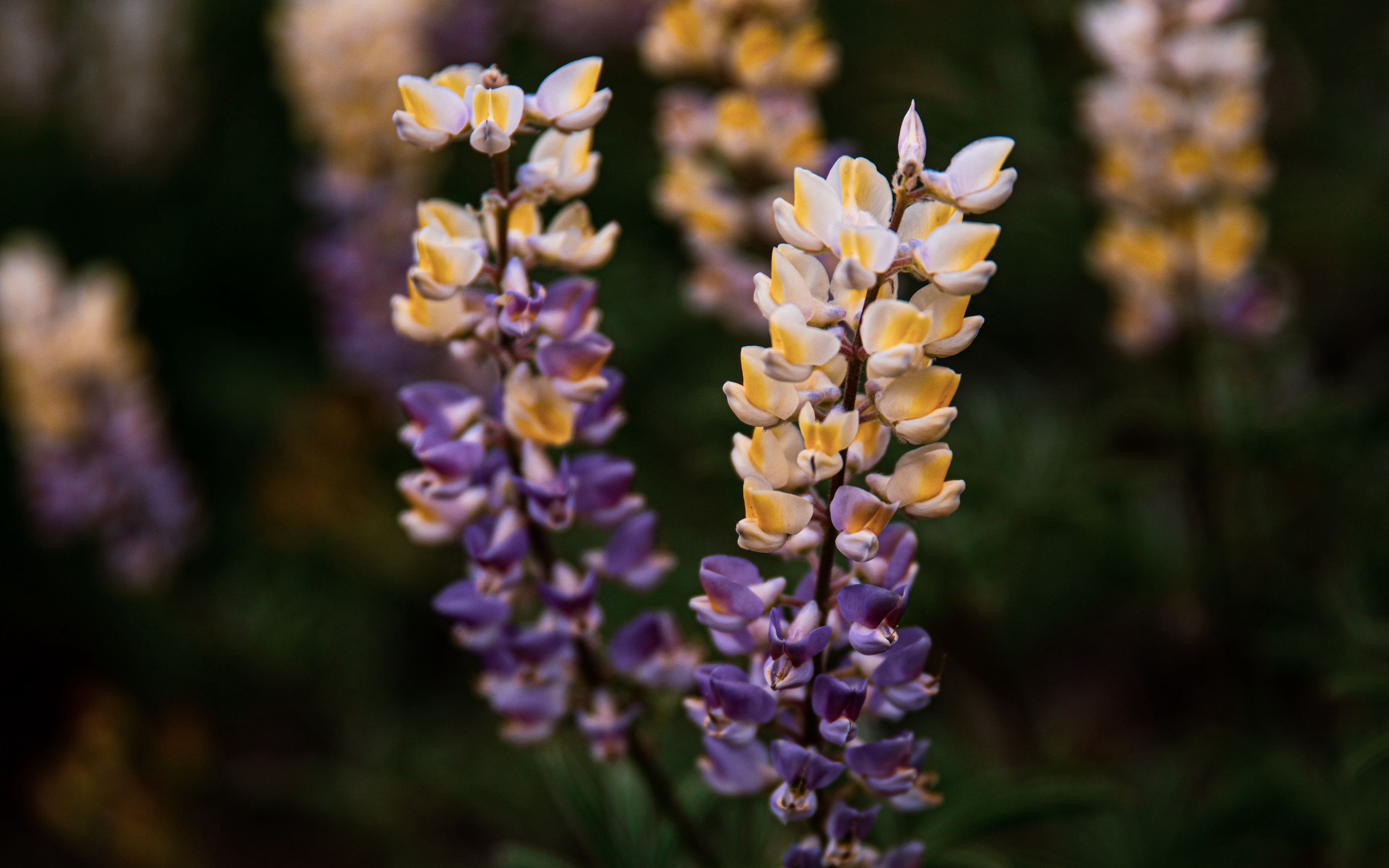 Lupine Wallpapers