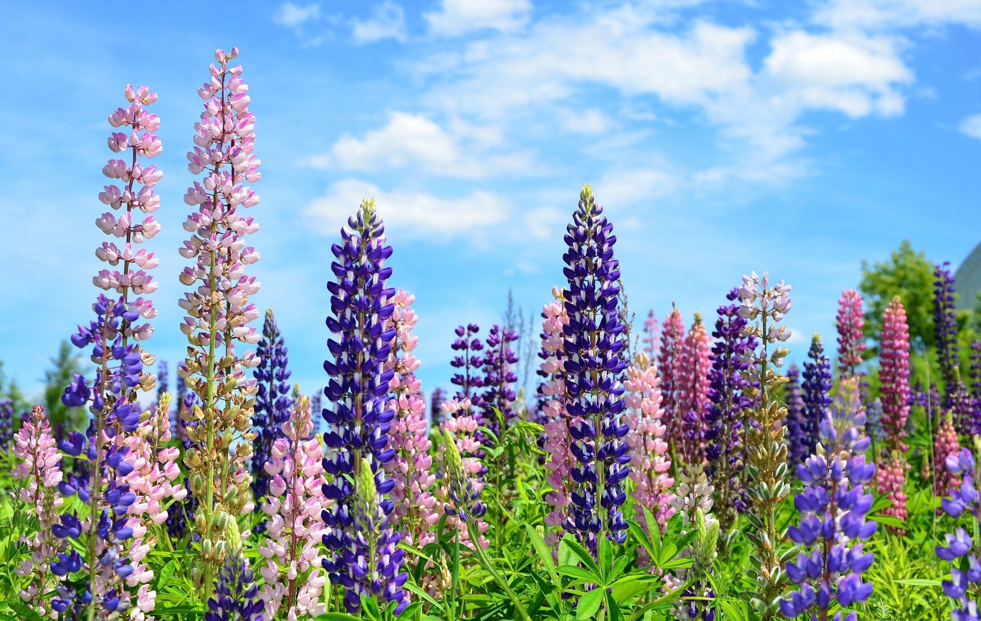 Lupine Wallpapers