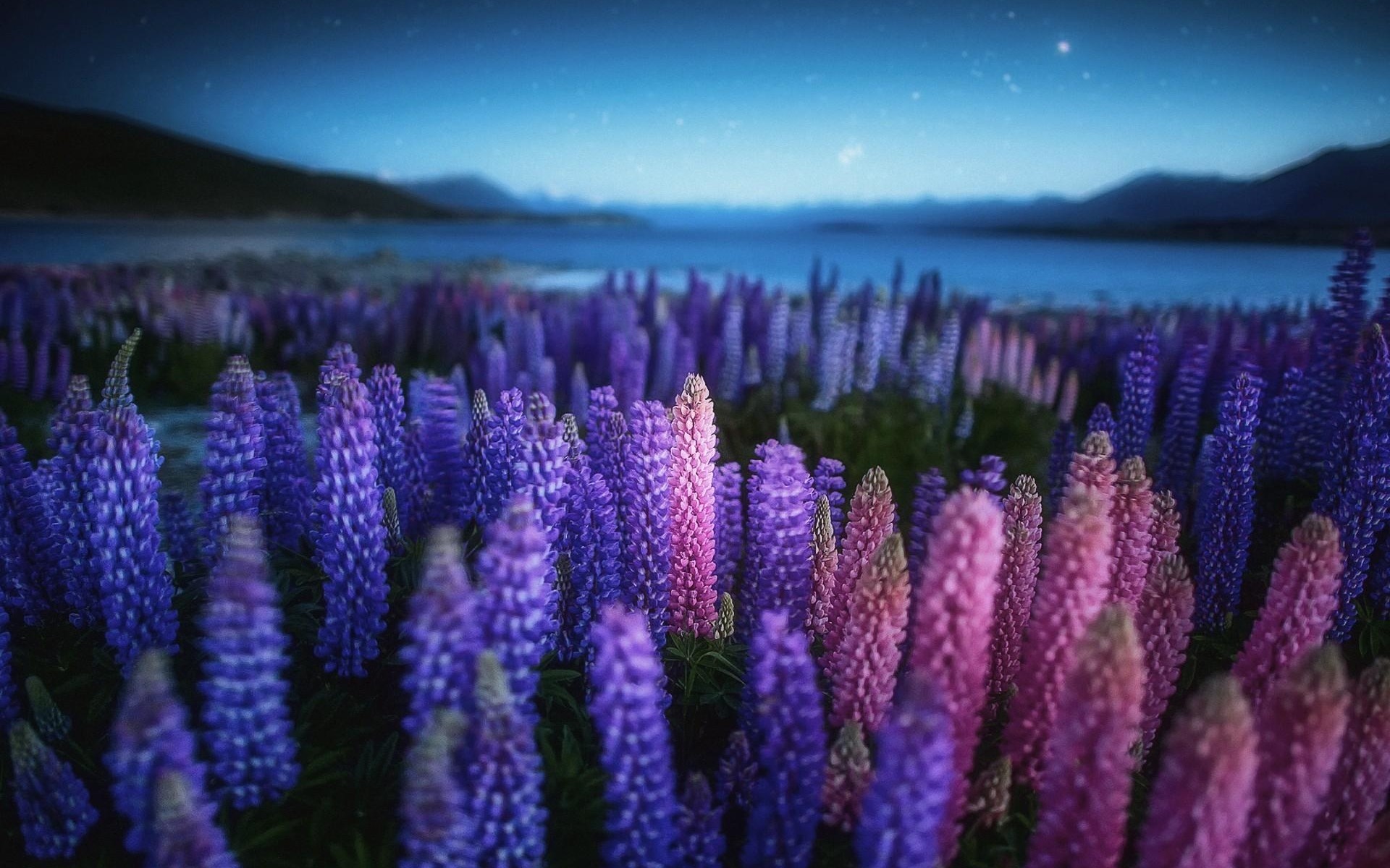 Lupine Wallpapers