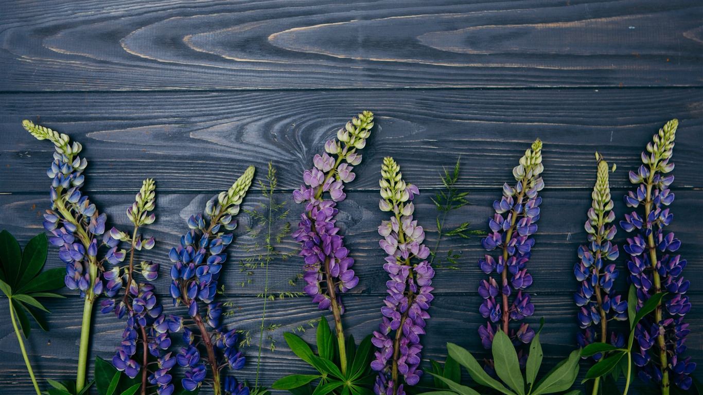 Lupine Wallpapers