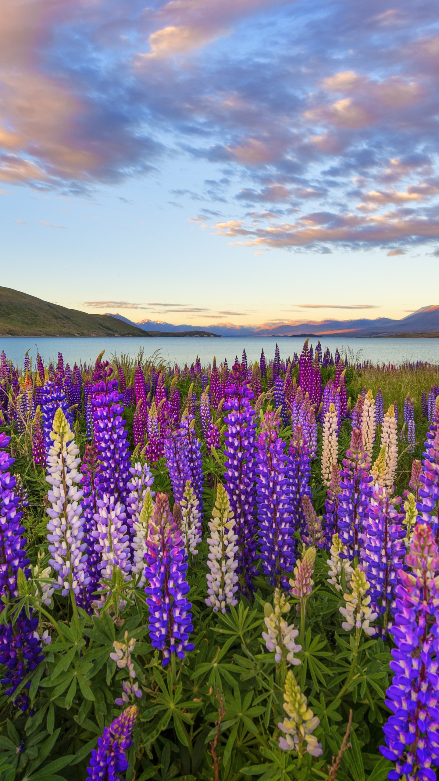 Lupine Wallpapers