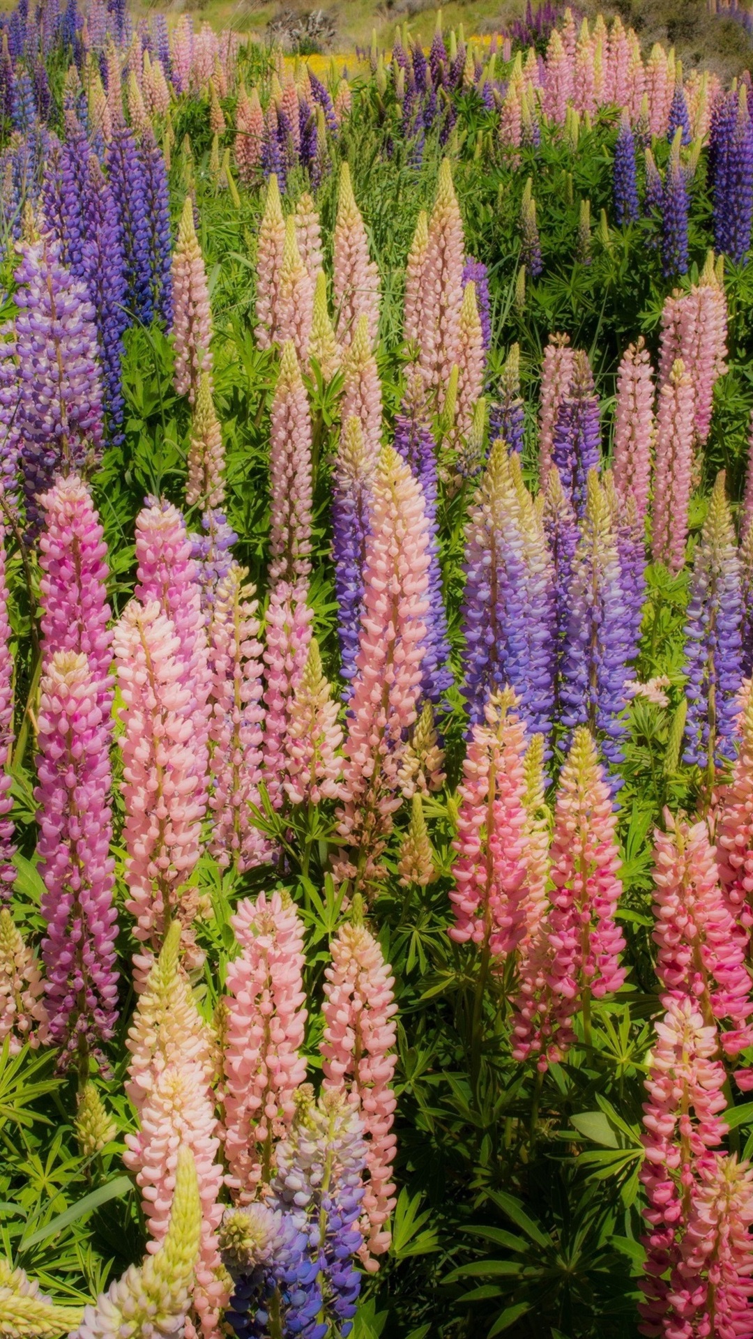 Lupine Wallpapers