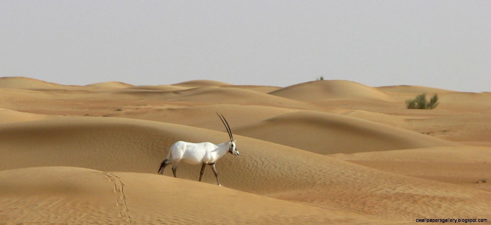 Arabian Desert Pictures Wallpapers