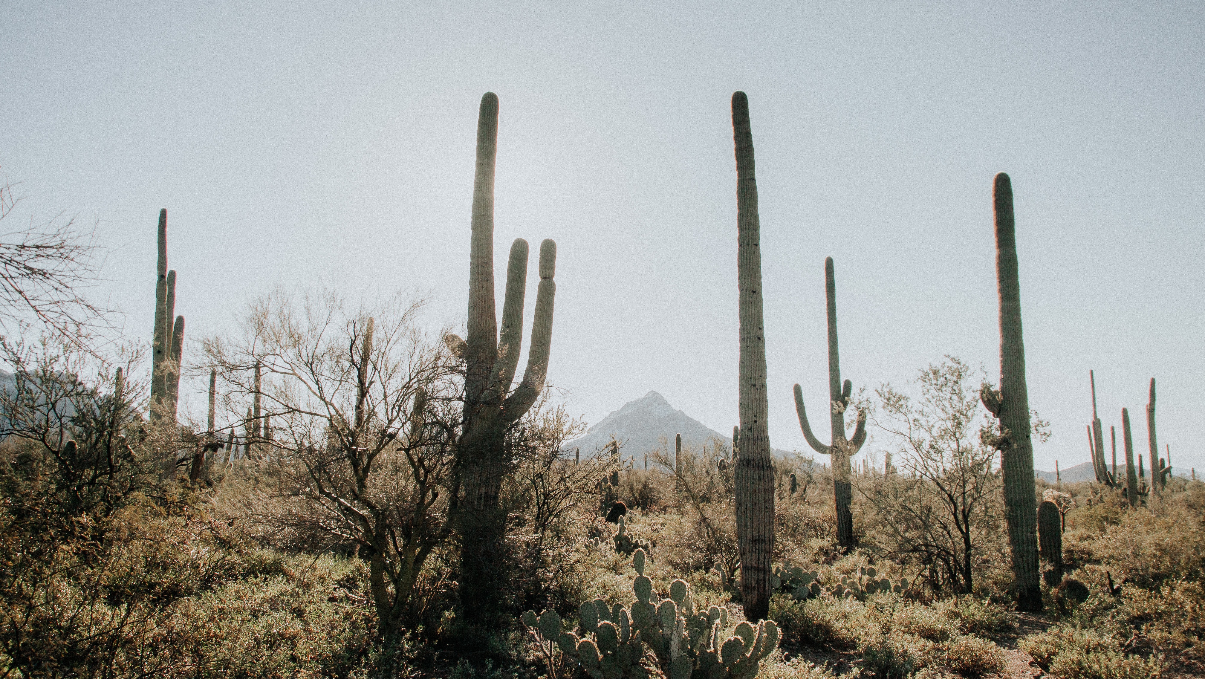 Arizona Desert Wallpapers