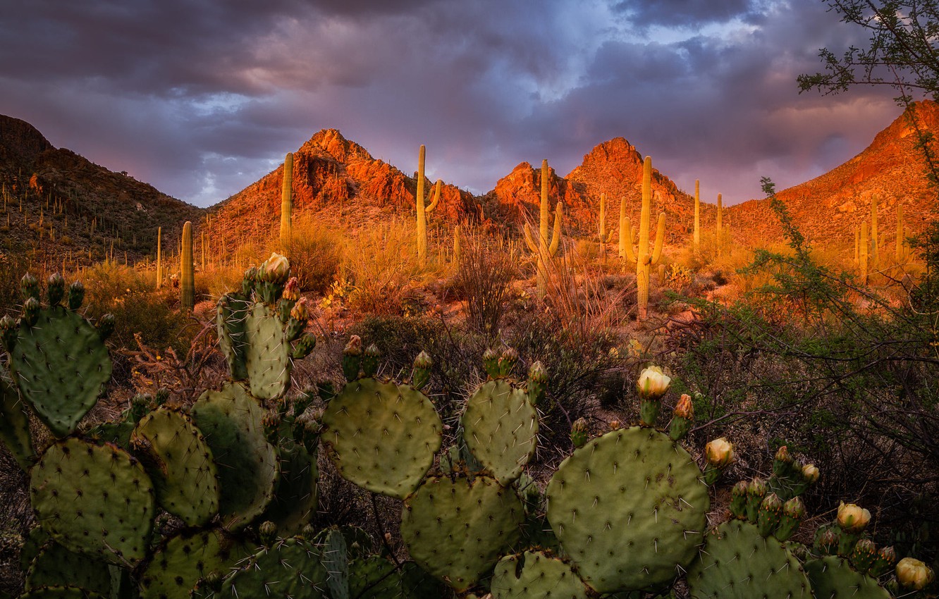 Arizona Spring Wallpapers