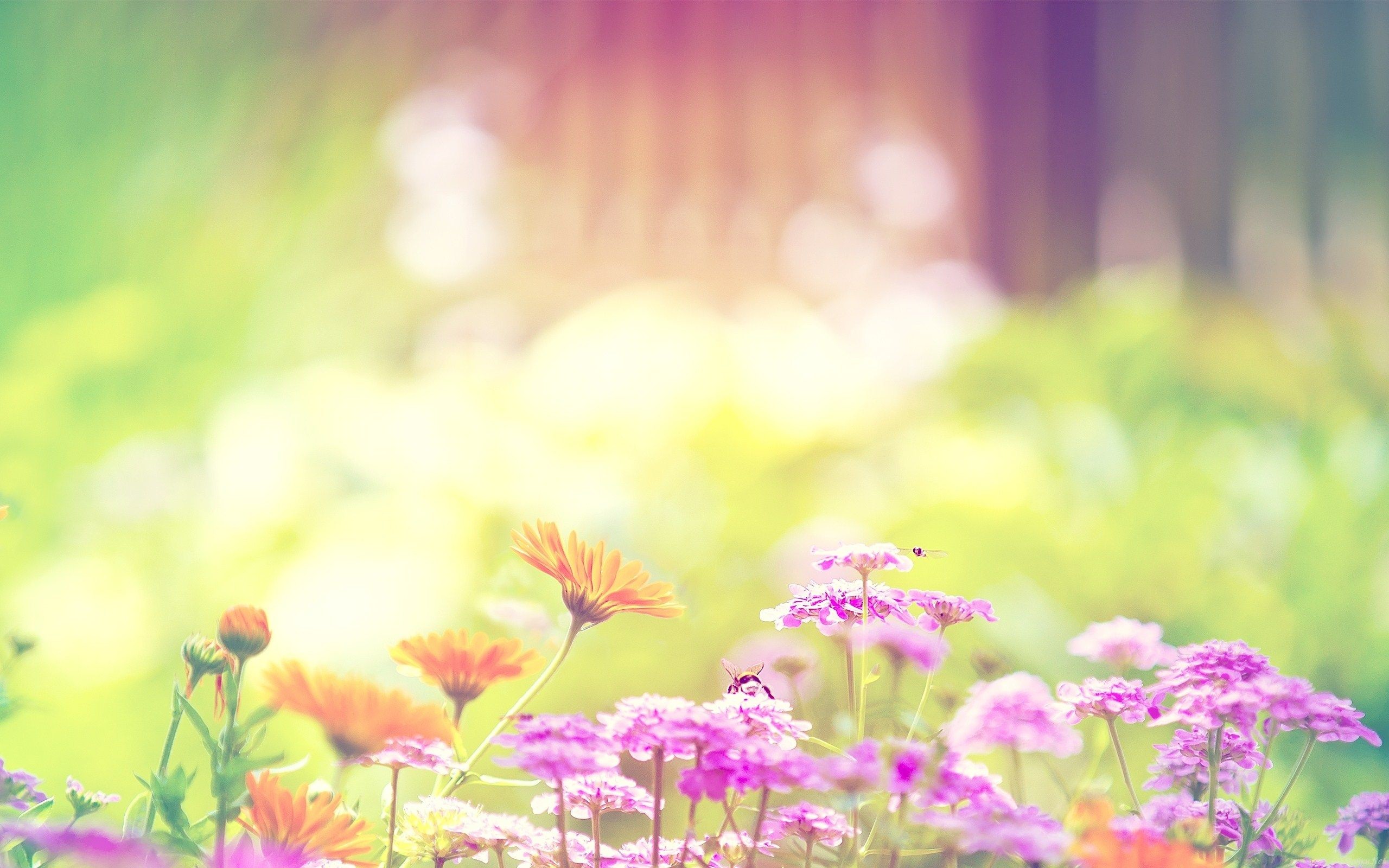 Summer Flower Backgrounds