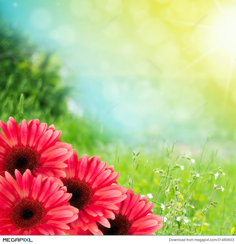 Summer Flower Backgrounds