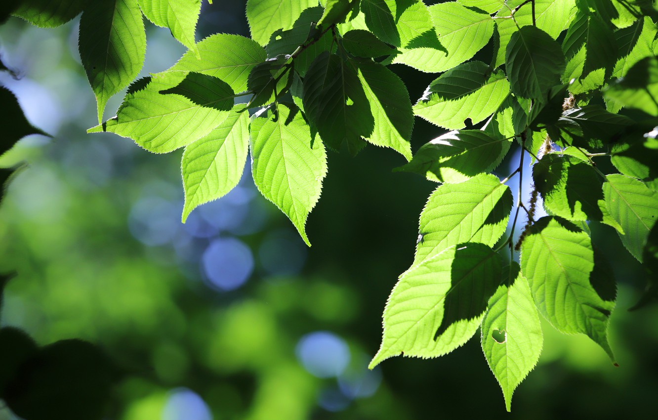 Summer Leaves Background