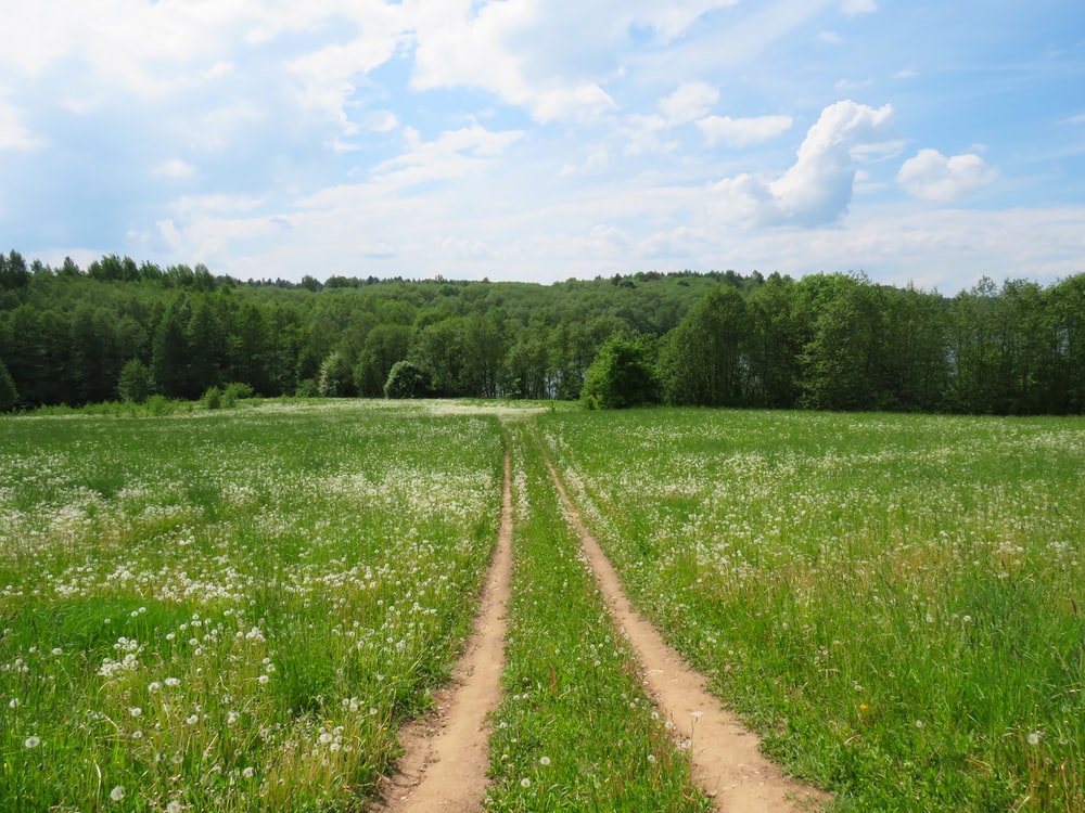 Summer Nature Backgrounds