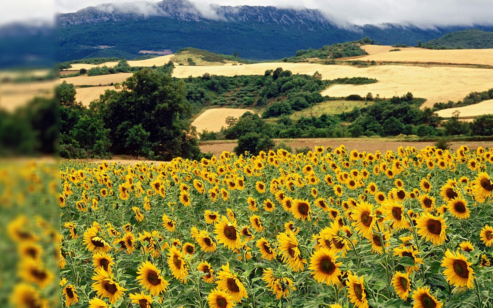 Summer Nature Desktop Background