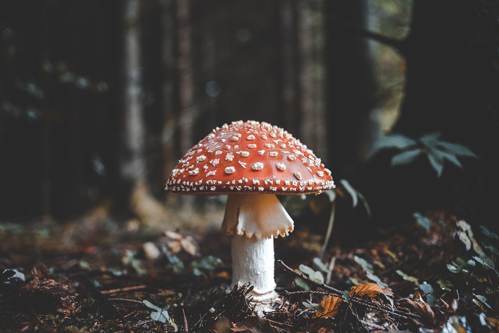 Macro Mushroom Wallpapers