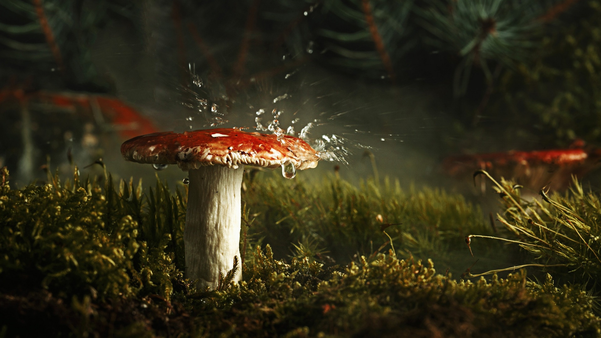 Macro Mushroom Wallpapers