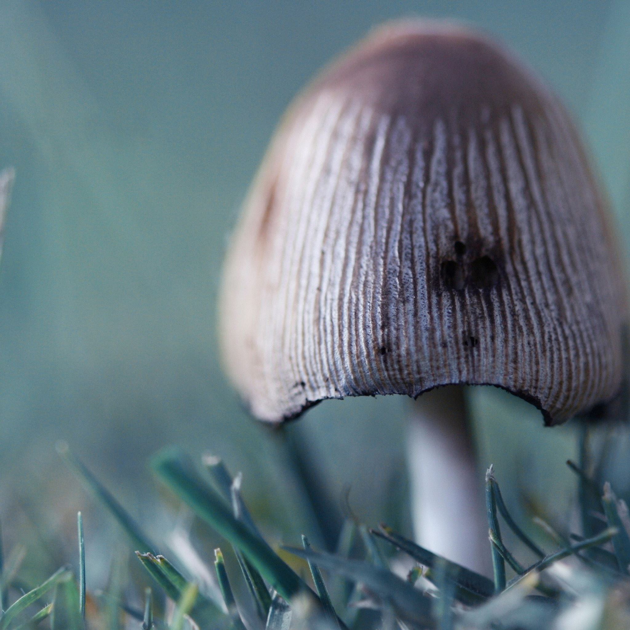 Macro Mushroom Wallpapers