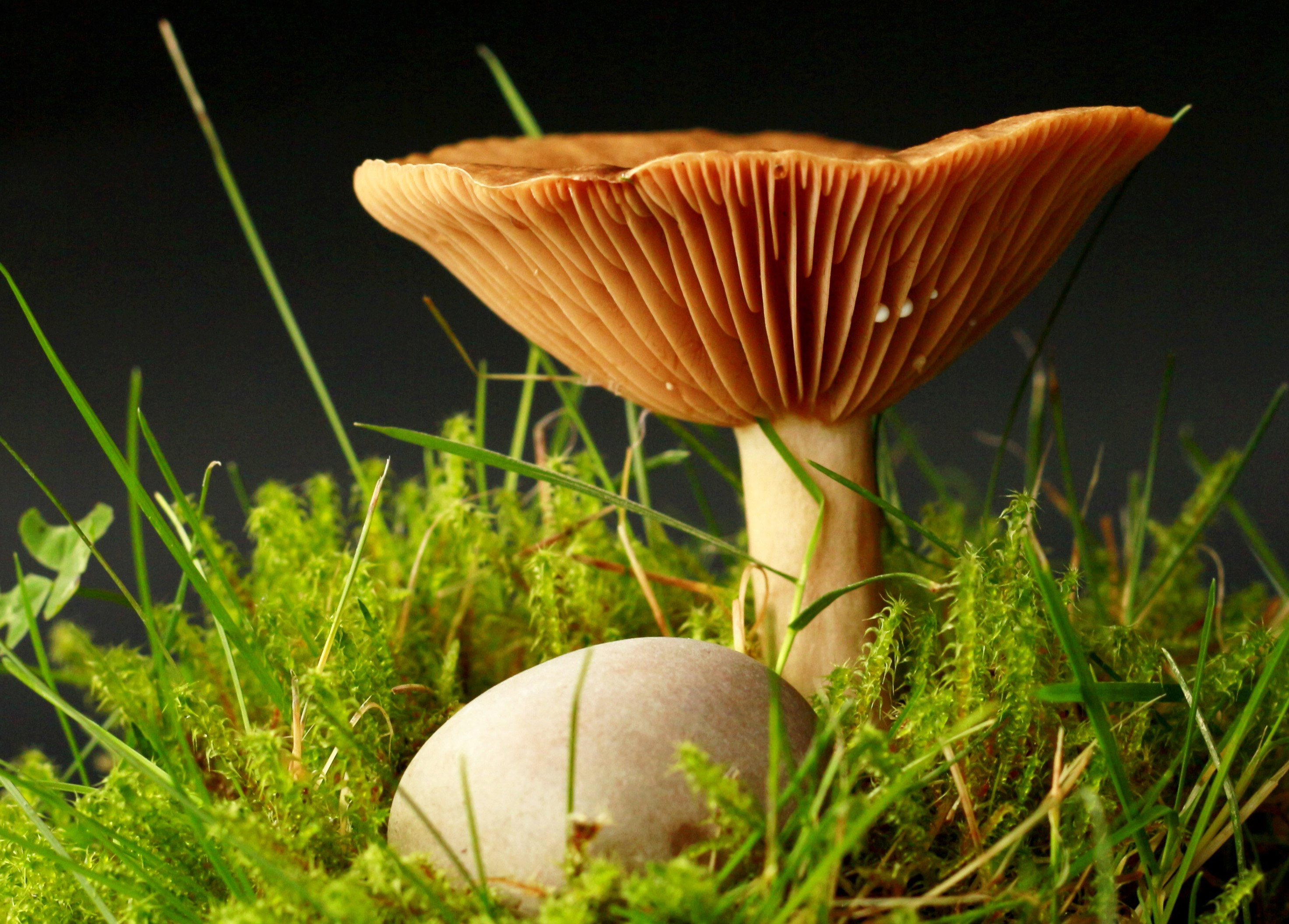 Macro Mushroom Wallpapers