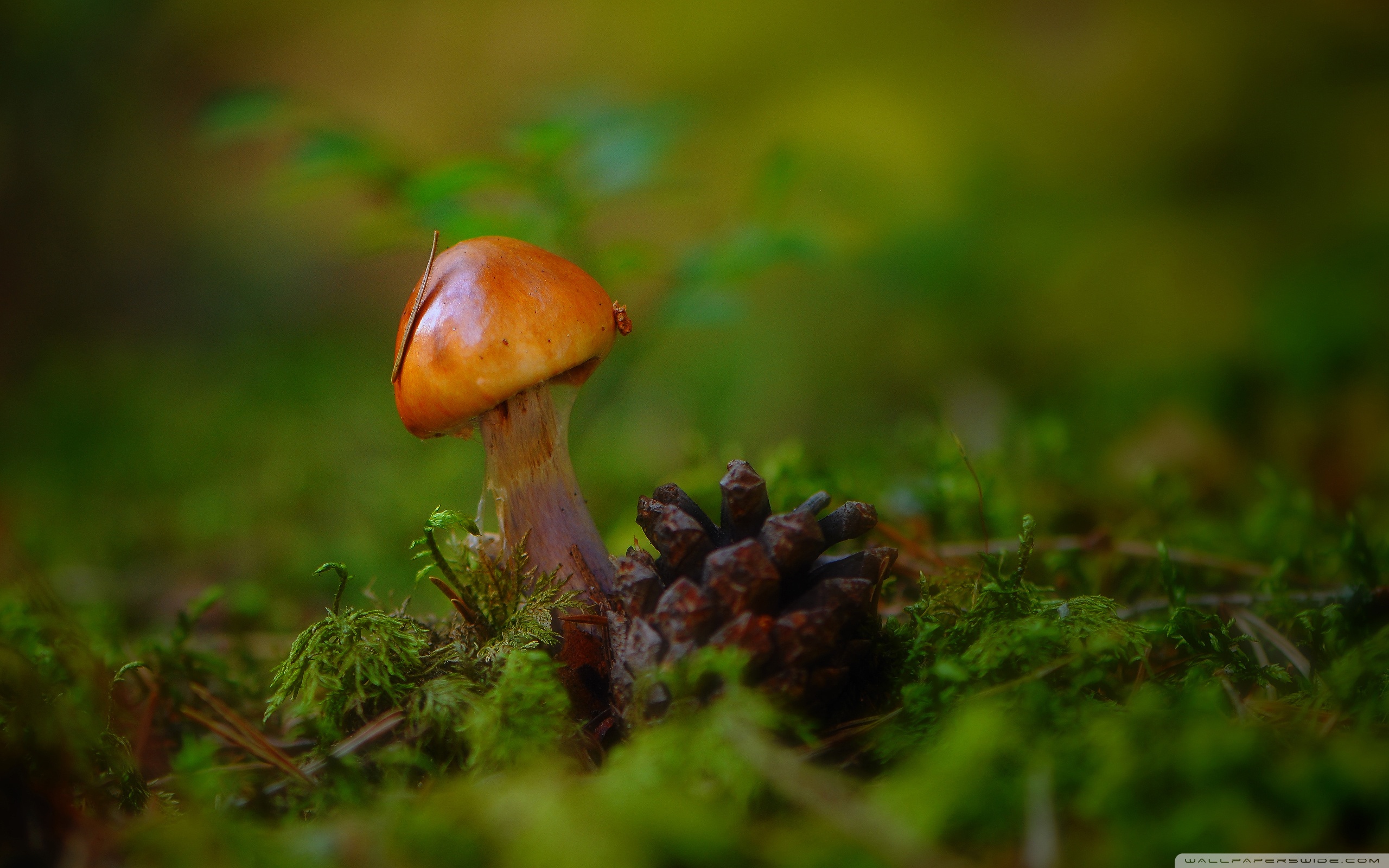 Macro Mushroom Wallpapers