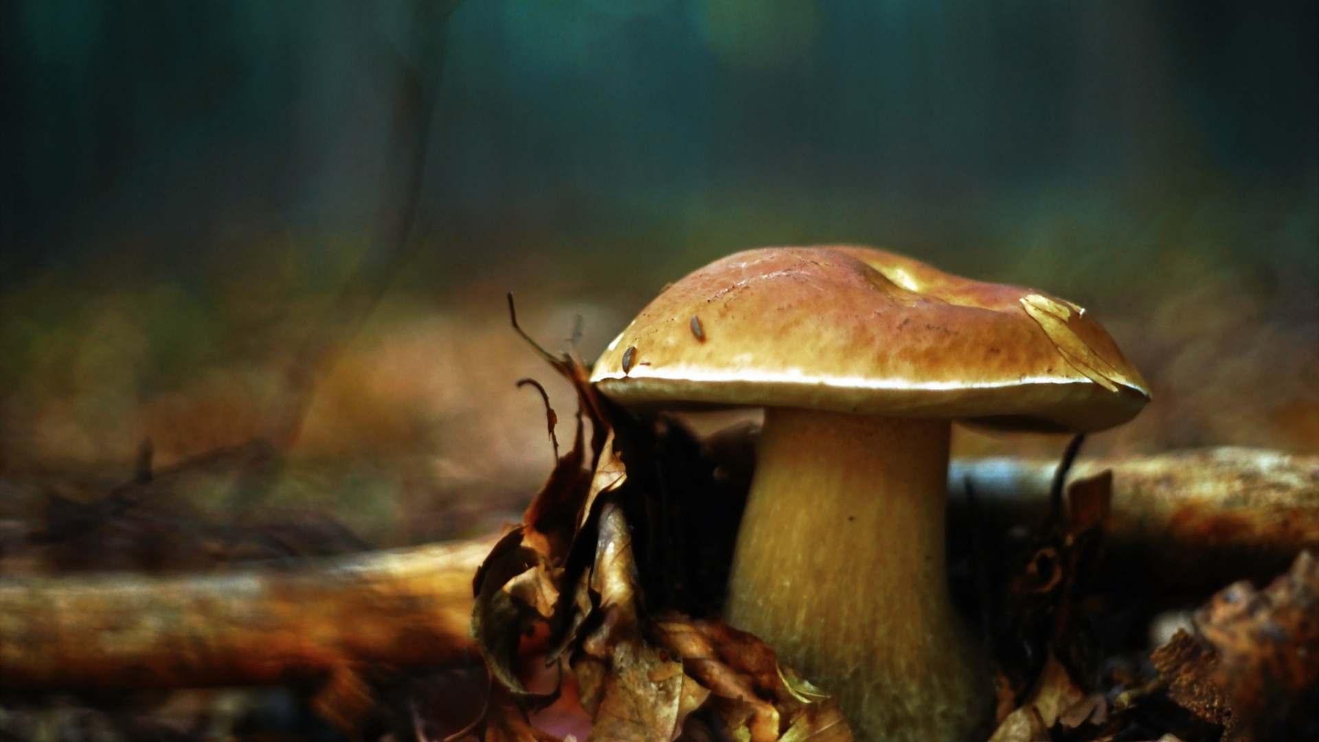 Macro Mushroom Wallpapers