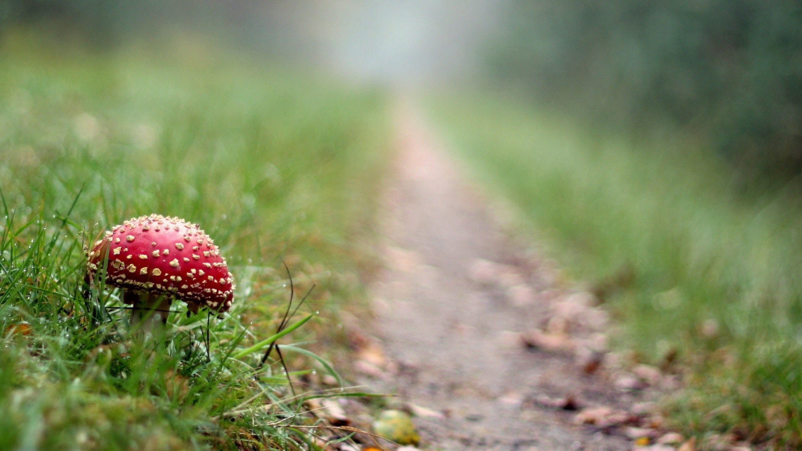 Macro Mushroom Wallpapers